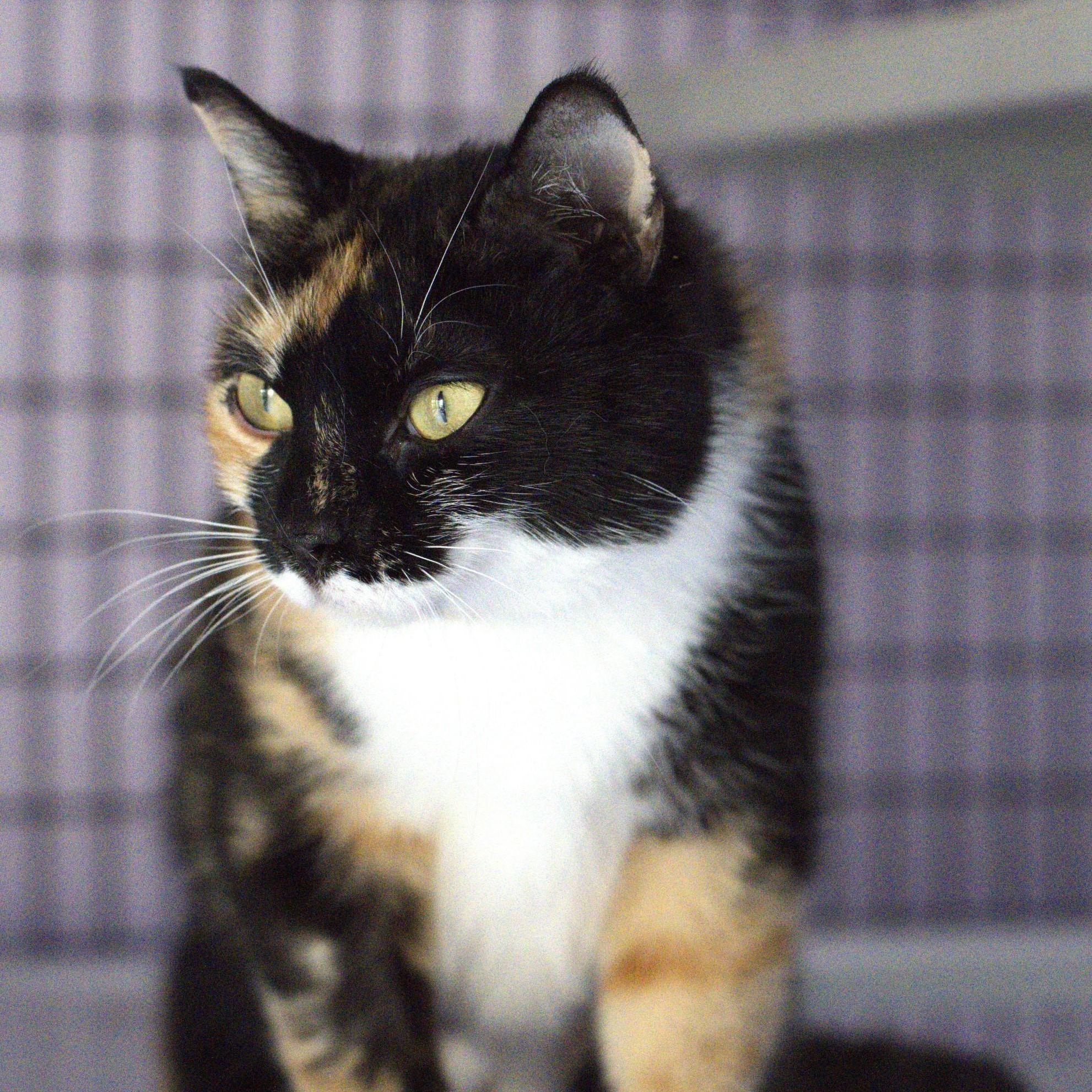 Enlarge Mercy - Friendly and Gorgeous, a ADOPTABLE Calico in Hoquiam, WA image 3/4