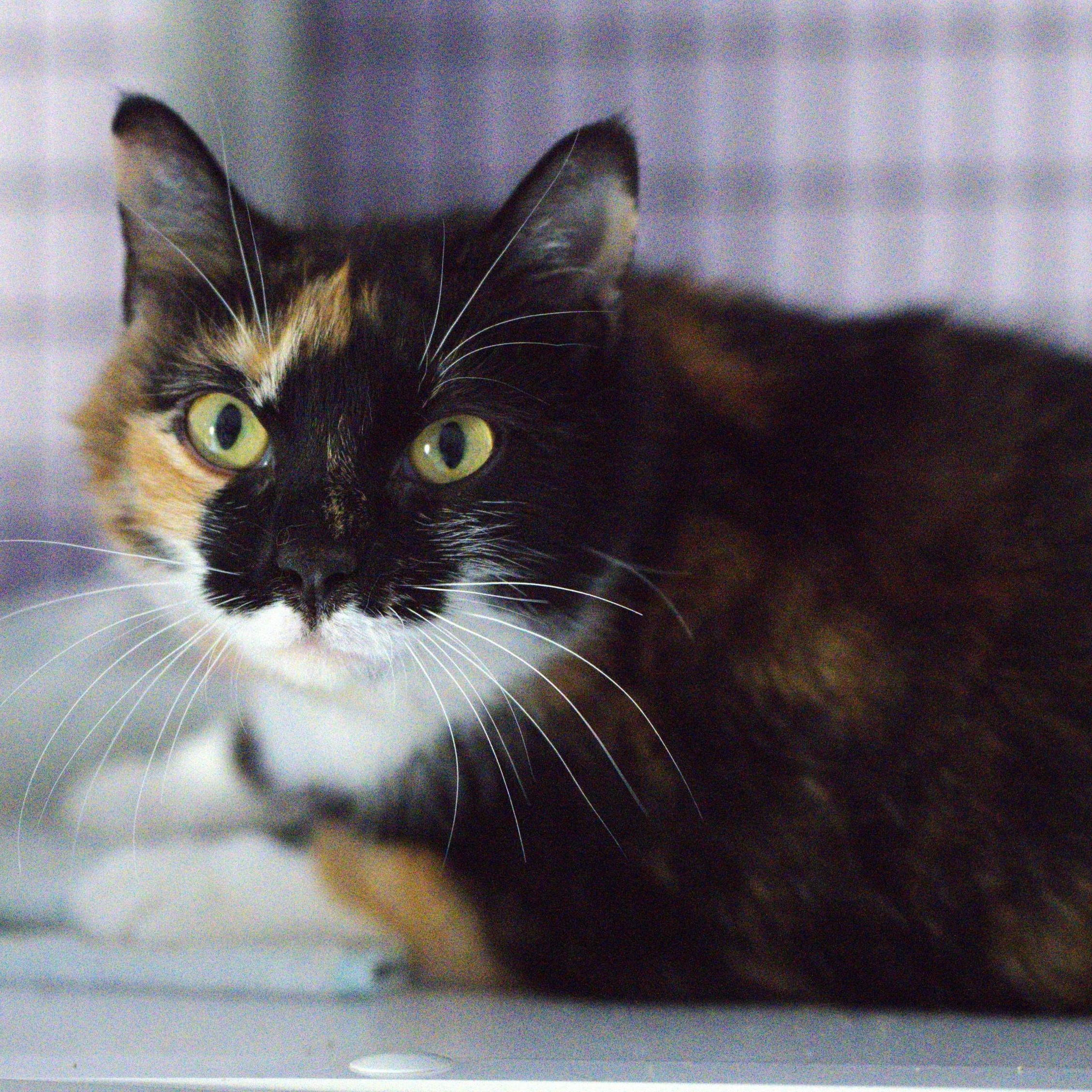Mercy - Friendly and Gorgeous, ADOPTABLE, Adult Female Calico.