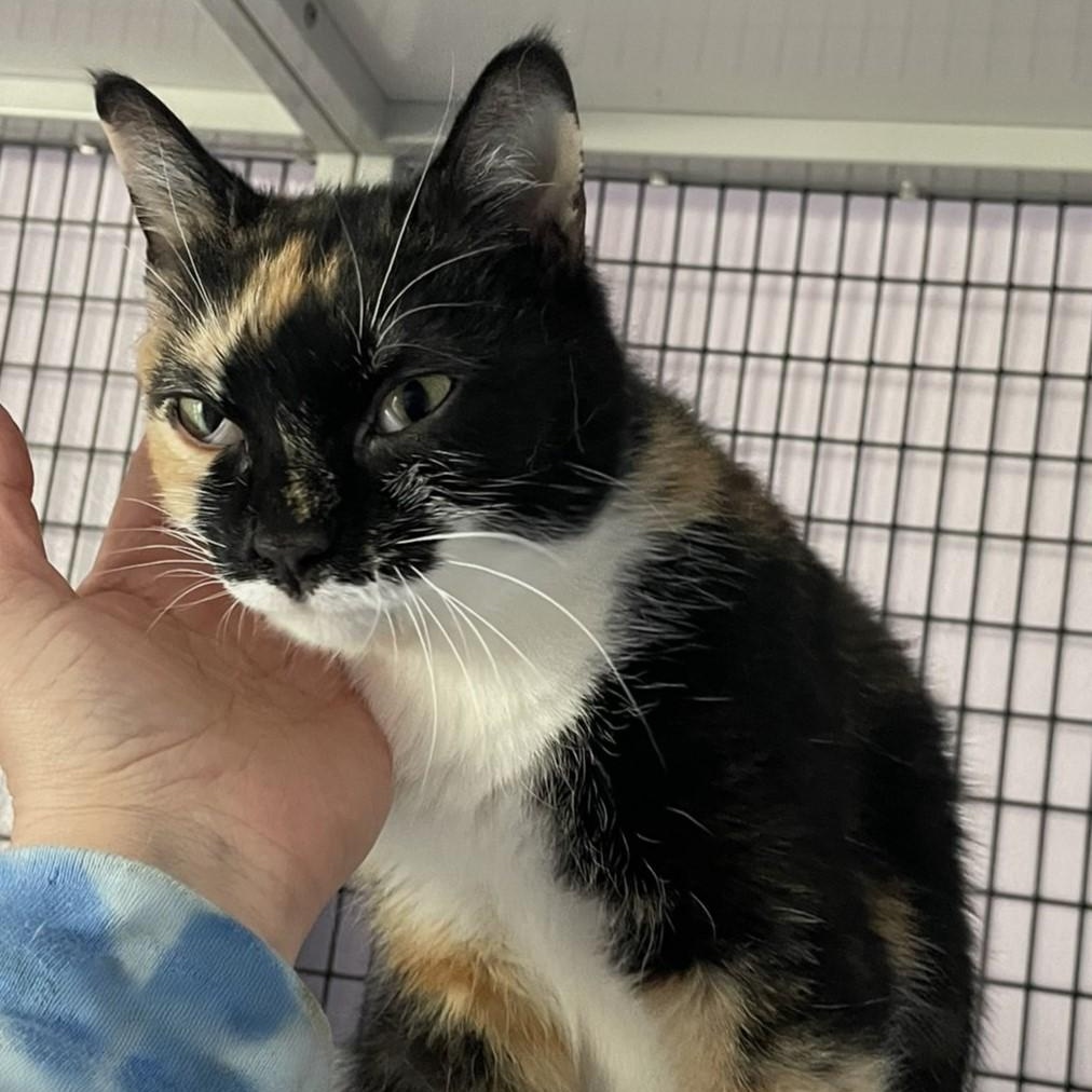 Enlarge Mercy - Friendly and Gorgeous, a ADOPTABLE Calico in Hoquiam, WA image 4/4