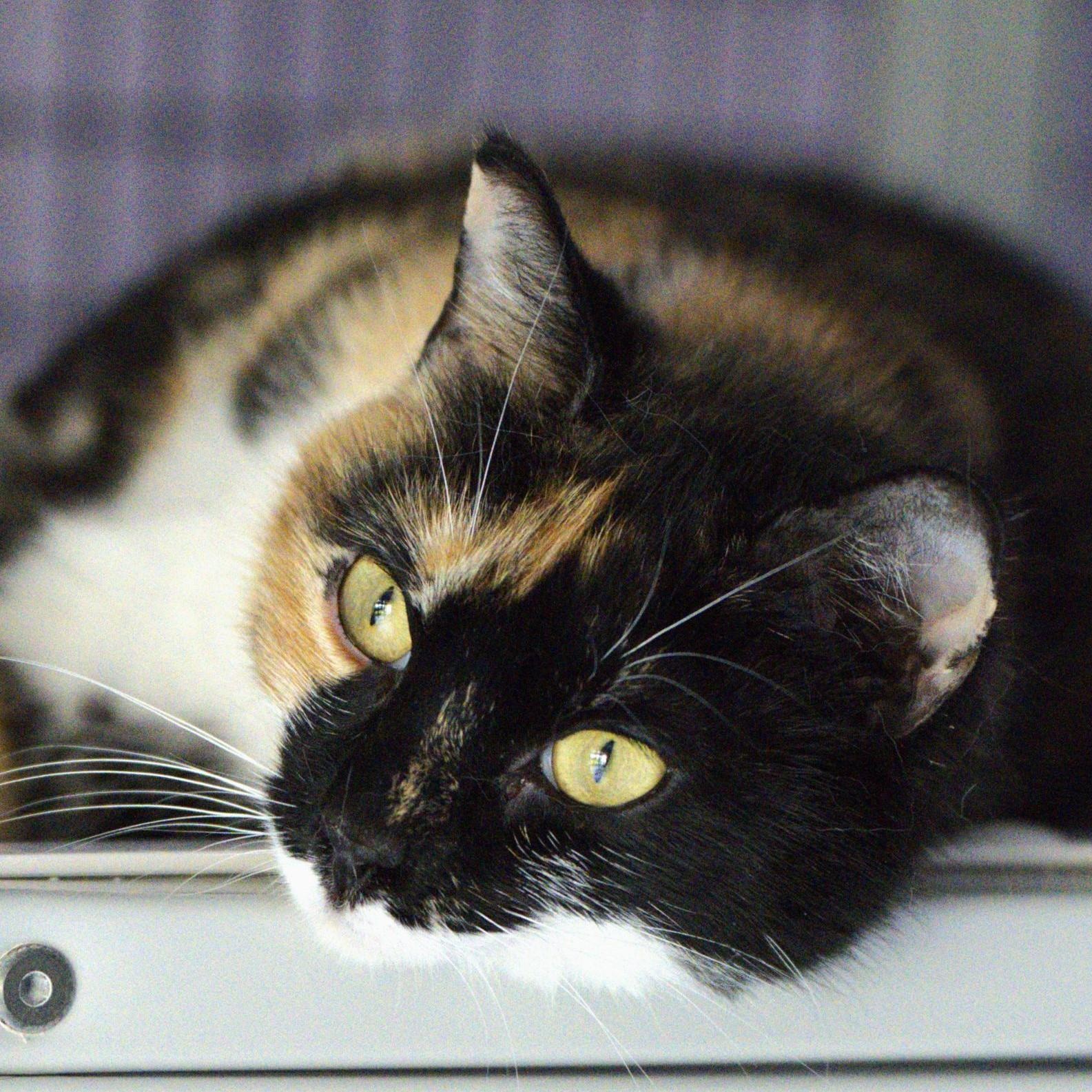 Enlarge Mercy - Friendly and Gorgeous, a ADOPTABLE Calico in Hoquiam, WA image 2/4