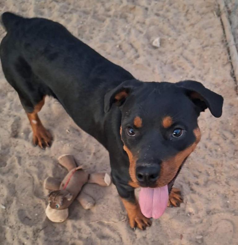 Xena, Adoptable, Young Female Rottweiler.