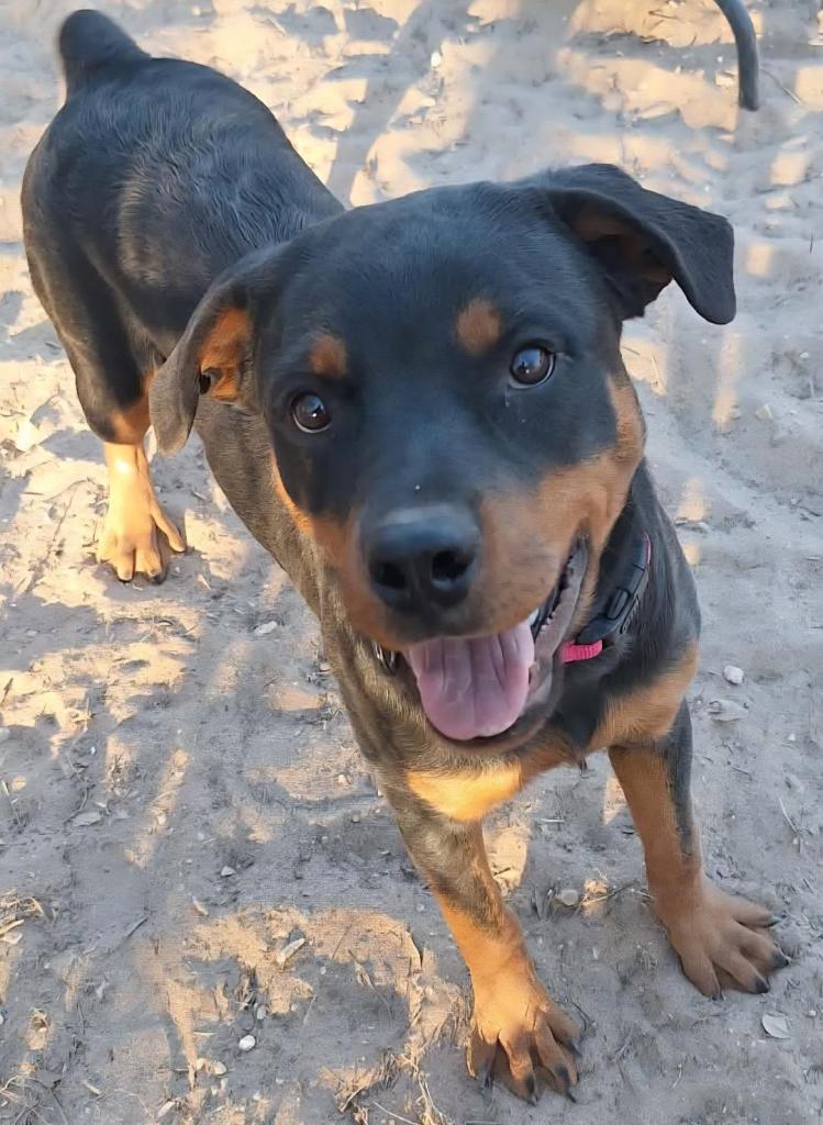 Xena, a Adopted Rottweiler in San Antonio, TX image 2/3