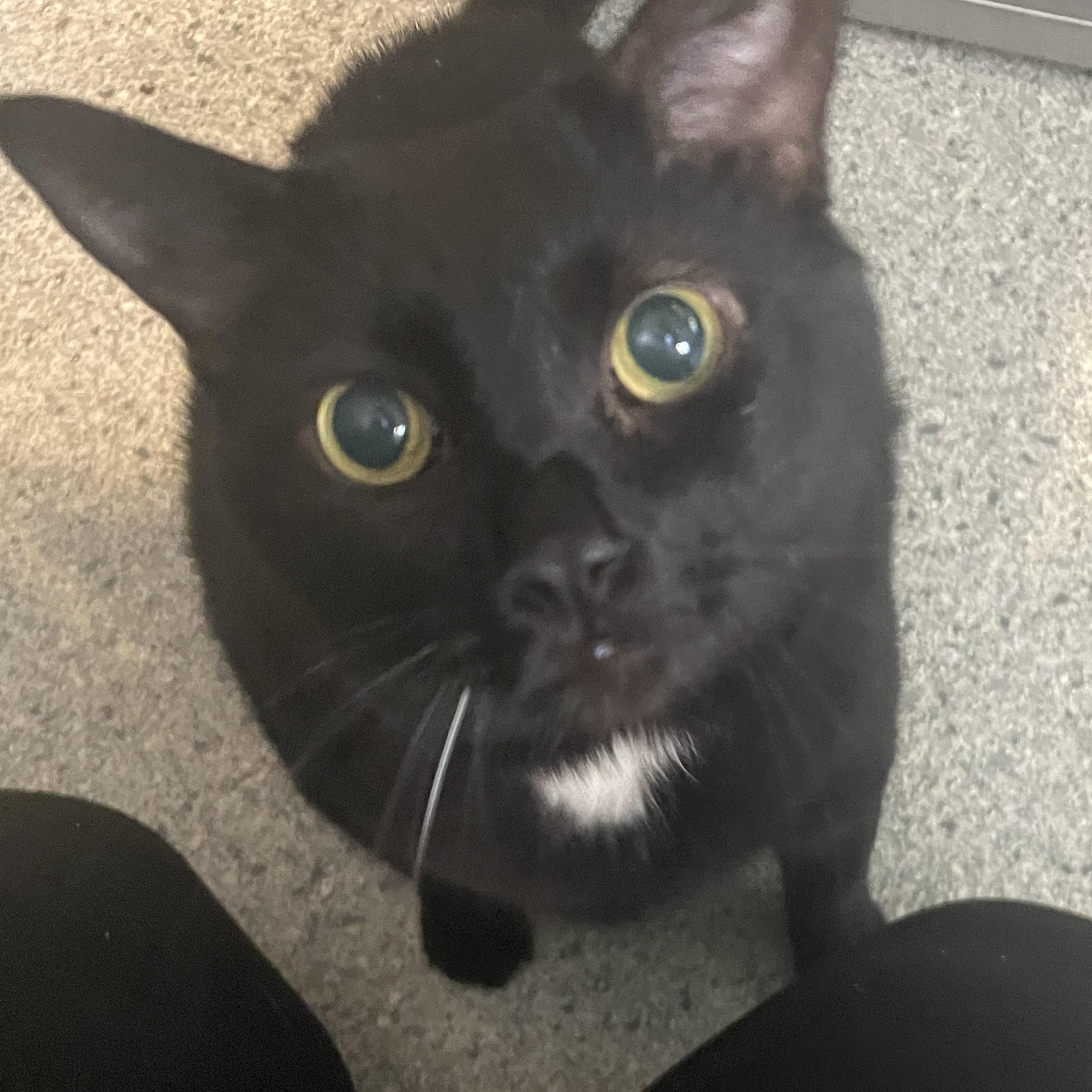 Angel Cutie, adopted, Adult Female Domestic Short Hair.