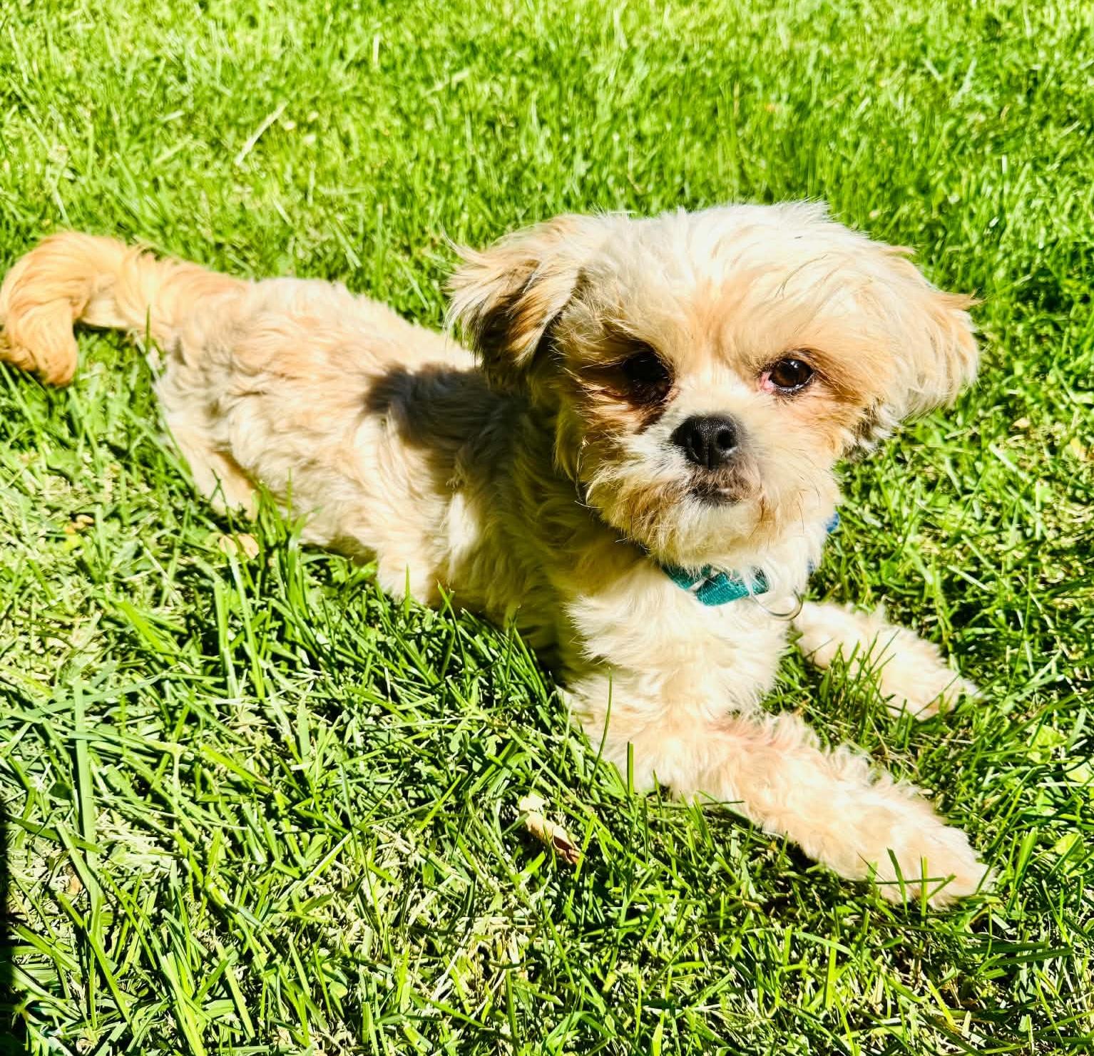 Chewy, a ADOPTABLE mixed breed in Godfrey, IL image 5/5