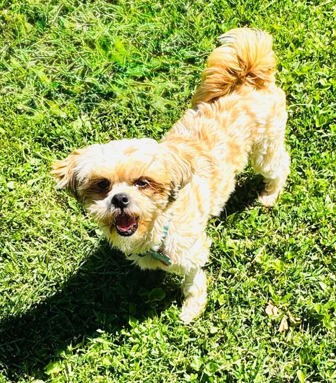Chewy, a ADOPTABLE mixed breed in Godfrey, IL image 3/5