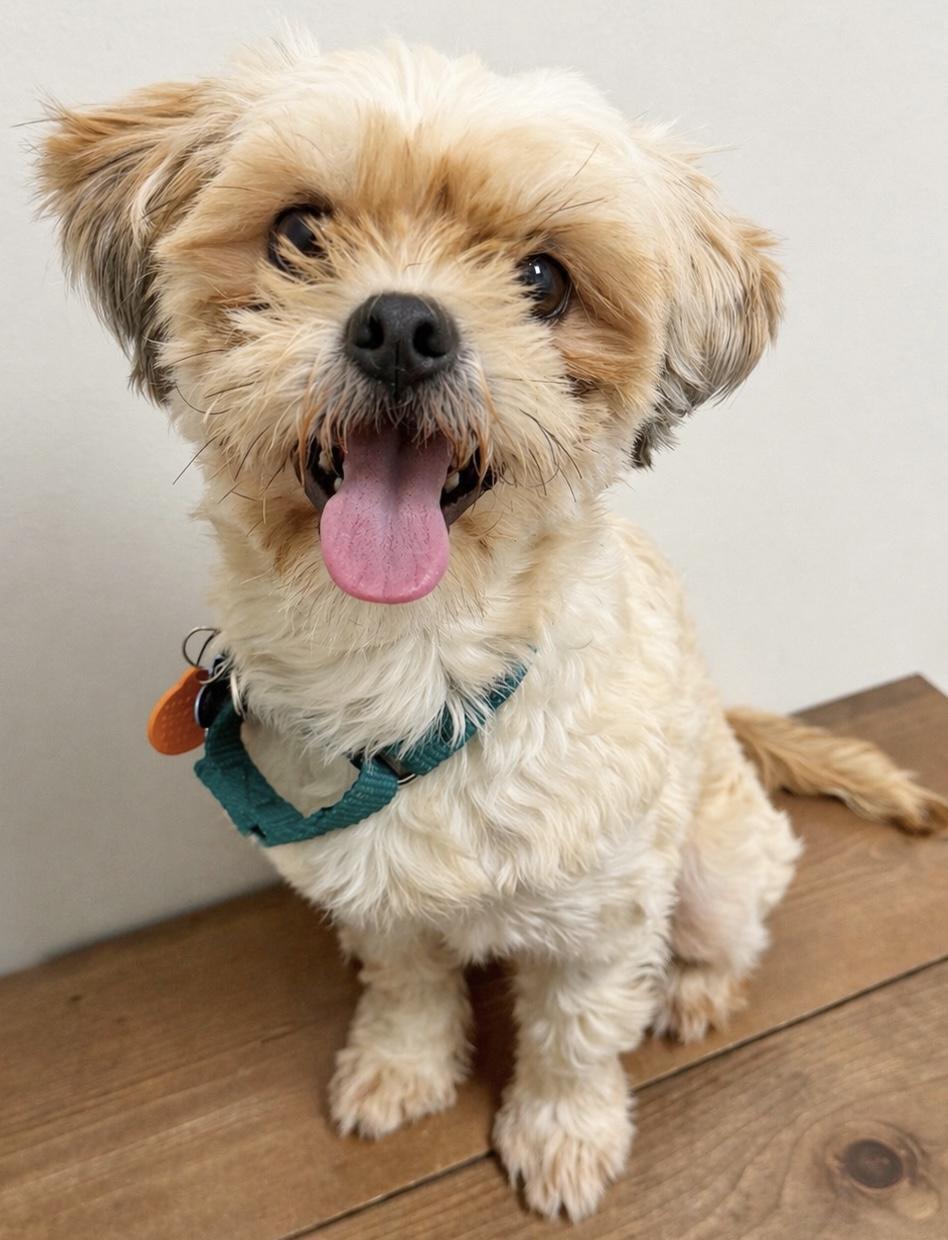 Chewy, ADOPTABLE, Adult Male Shih Tzu & Maltese.