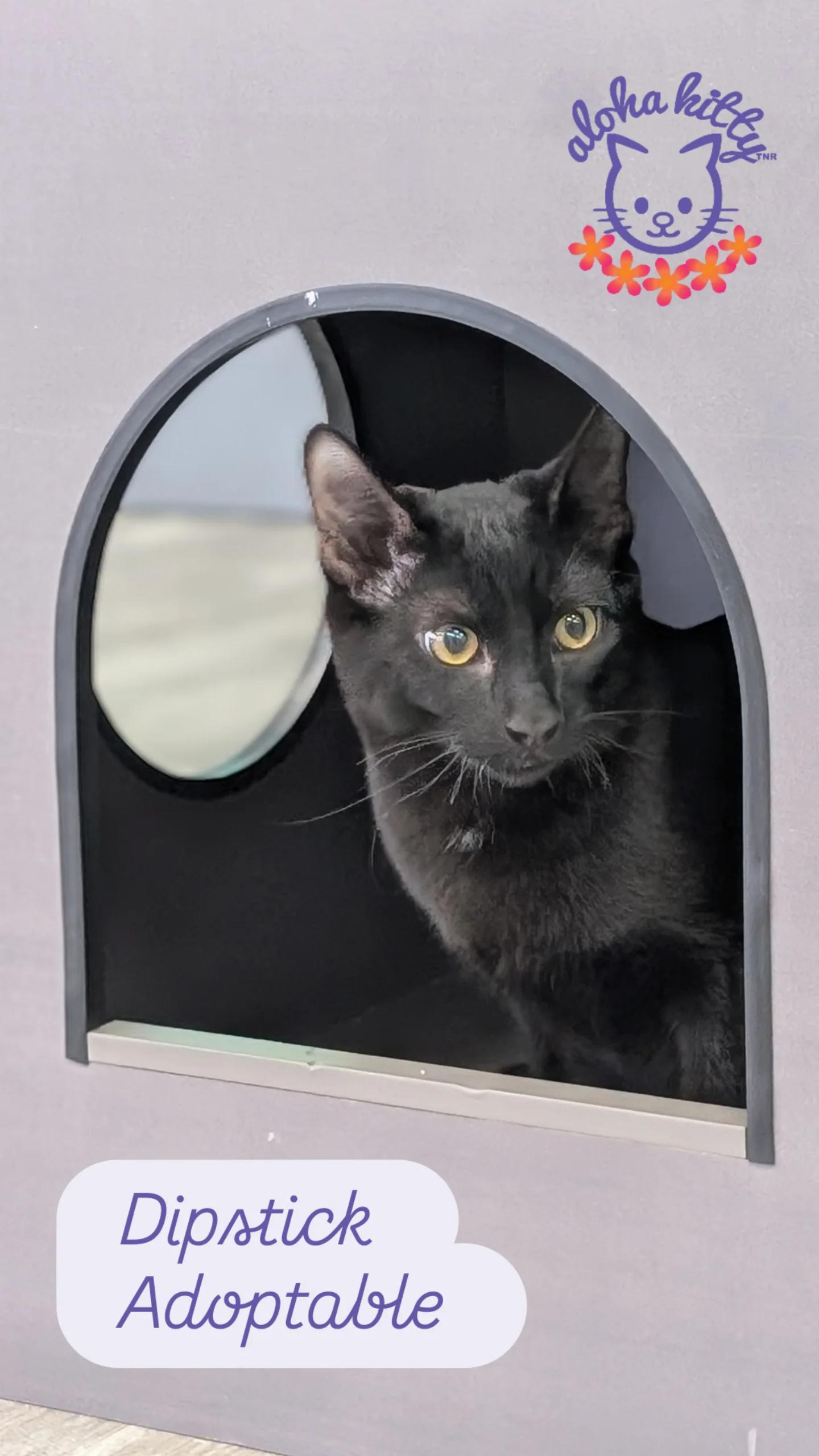 Dipstick, adopted, Young Male Domestic Short Hair.