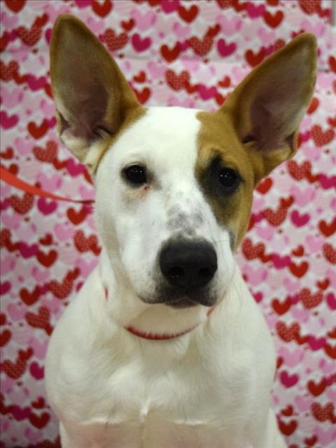 Enlarge RAVIOLI, a Adoptable mixed breed in Cookeville, TN image 3/3