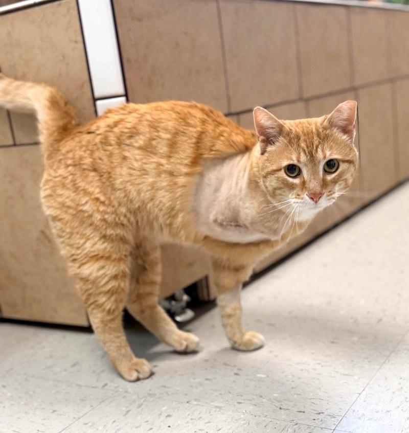 Enlarge SYMPHONY, a ADOPTABLE Tabby in Pegram, TN image 1/2