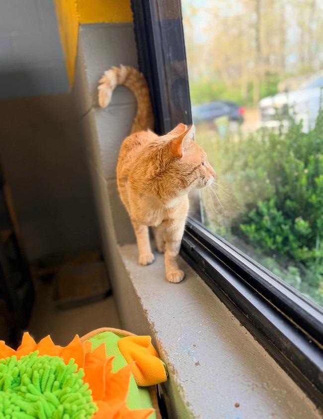 Enlarge SYMPHONY, a ADOPTABLE Tabby in Pegram, TN image 2/2