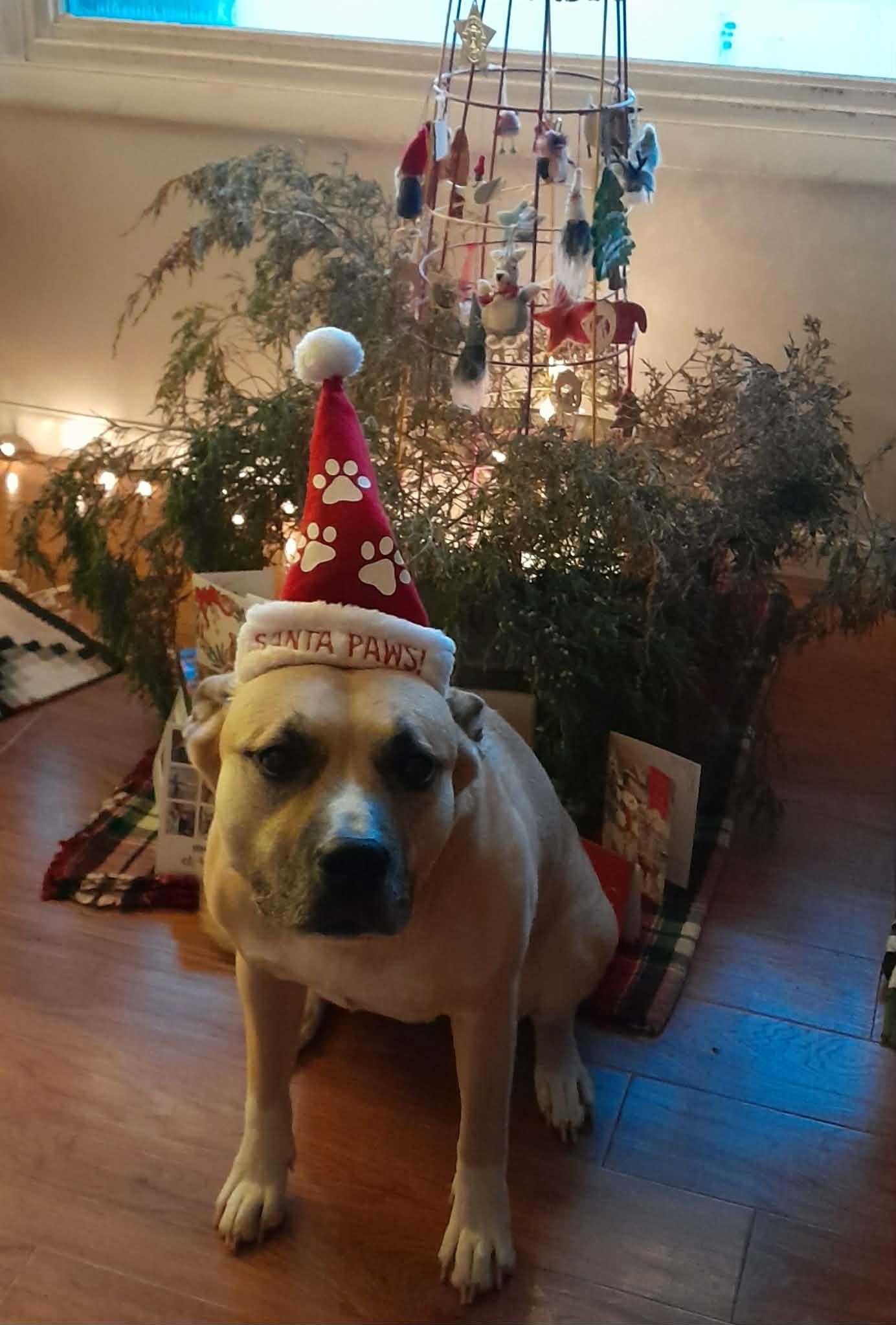 Enlarge Molly, a ADOPTABLE mixed breed in Alliance, NE image 4/6