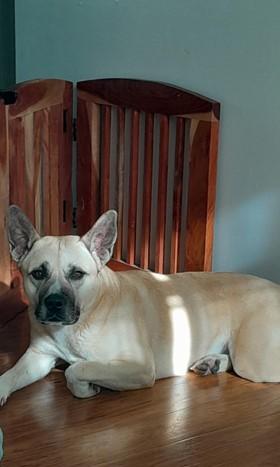 Enlarge Molly, a ADOPTABLE mixed breed in Alliance, NE image 1/6