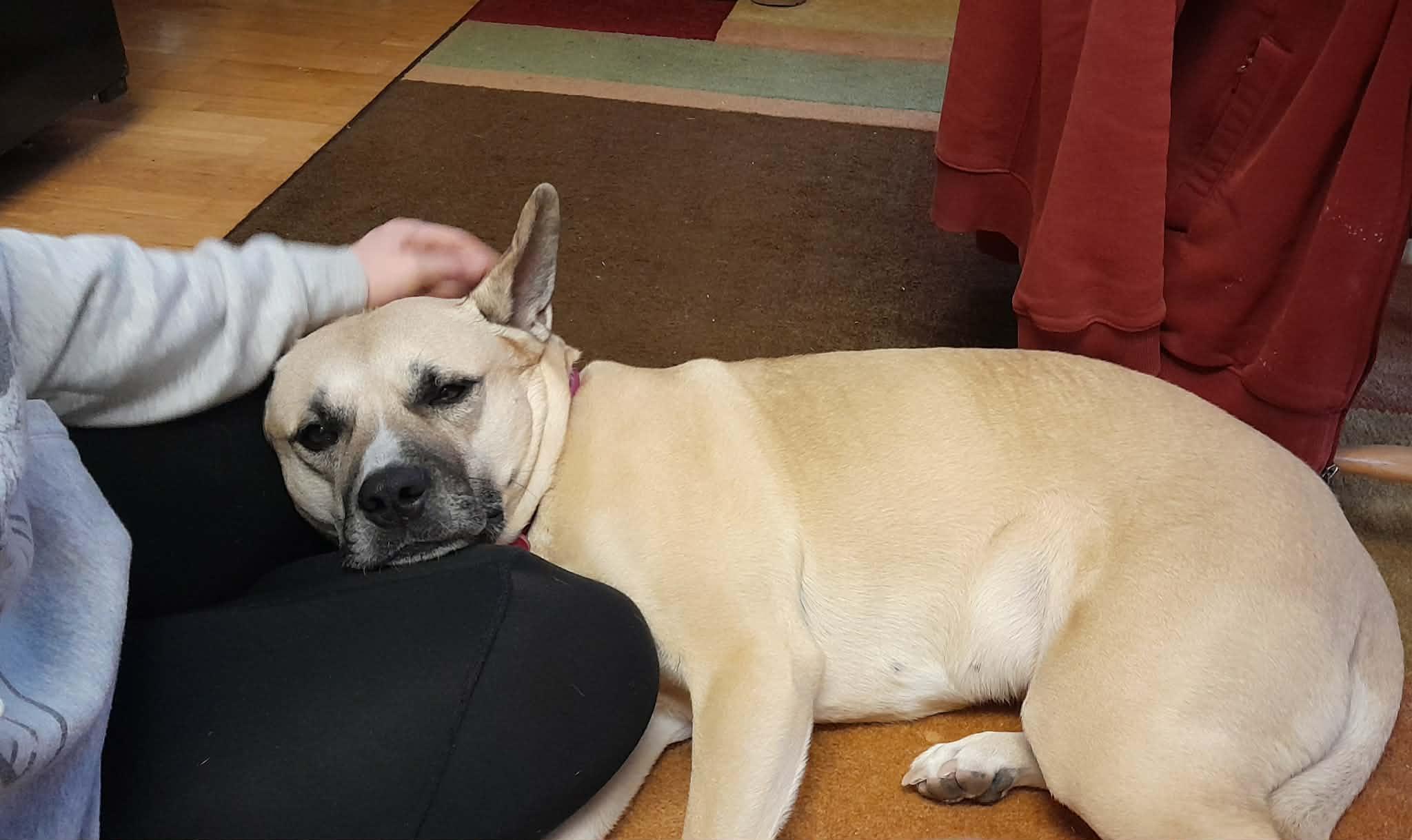 Enlarge Molly, a ADOPTABLE mixed breed in Alliance, NE image 3/6