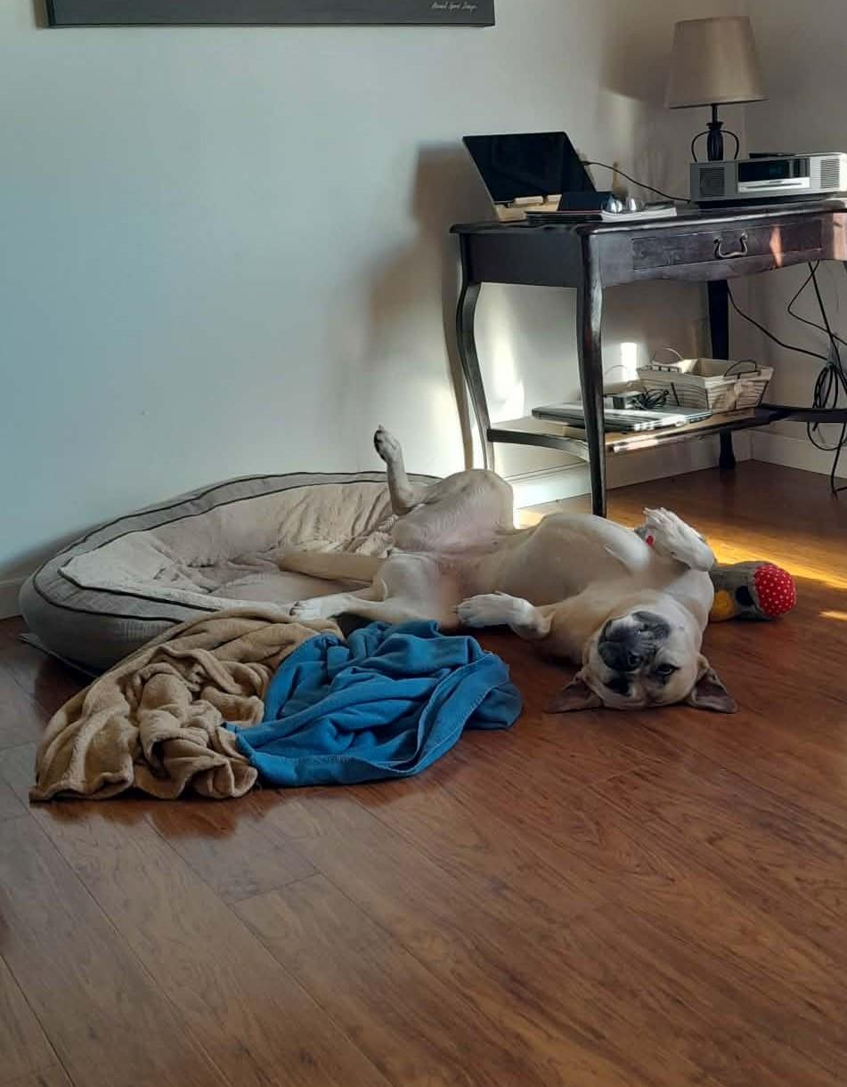 Enlarge Molly, a ADOPTABLE mixed breed in Alliance, NE image 5/6