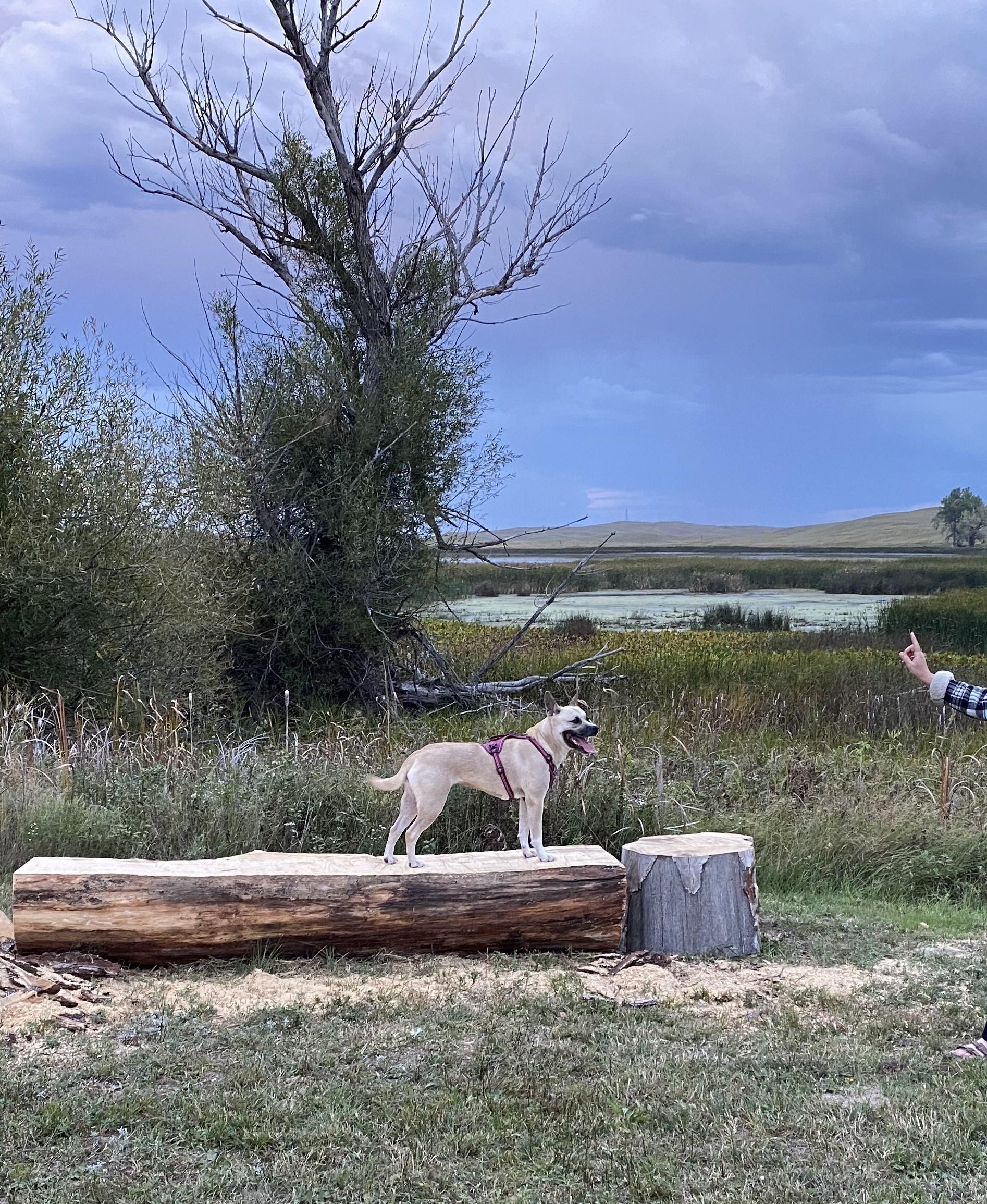 Enlarge Molly, a ADOPTABLE mixed breed in Alliance, NE image 2/6