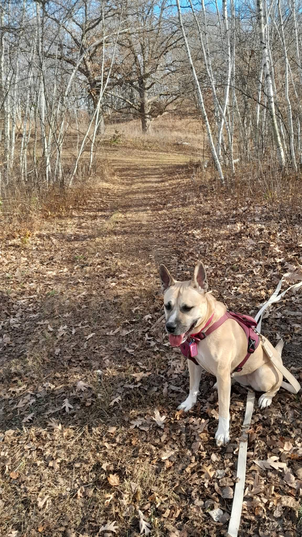 Enlarge Molly, a ADOPTABLE mixed breed in Alliance, NE image 6/6