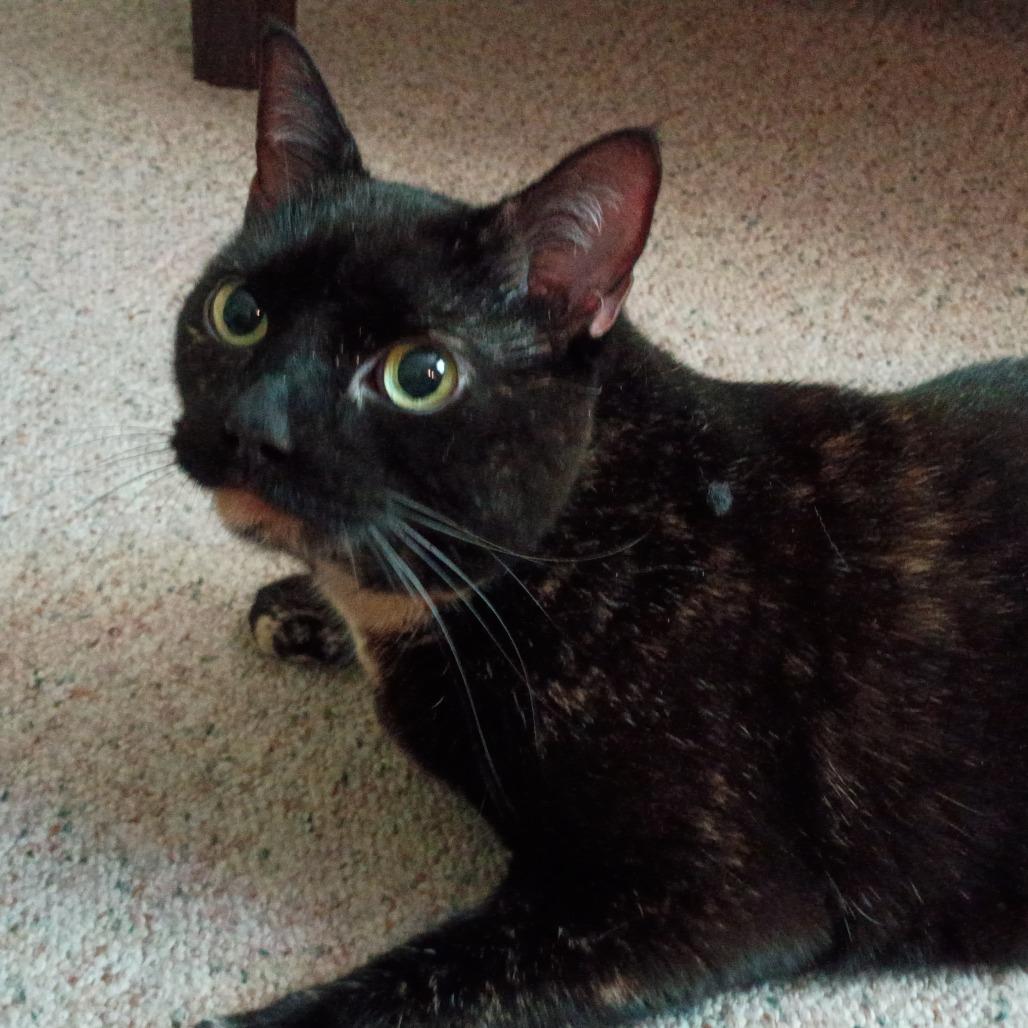 Lady Bell - Available from Foster, Adoptable, Senior Female Domestic Medium Hair.