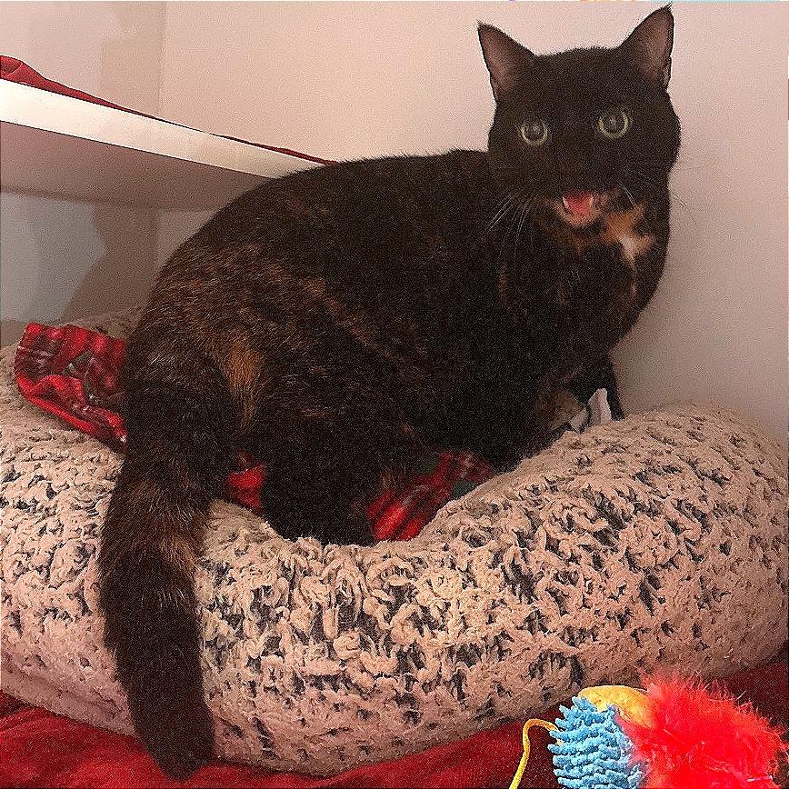 Enlarge Lady Bell - Available from Foster, a Adoptable Domestic Medium Hair in South Burlington, VT image 2/4