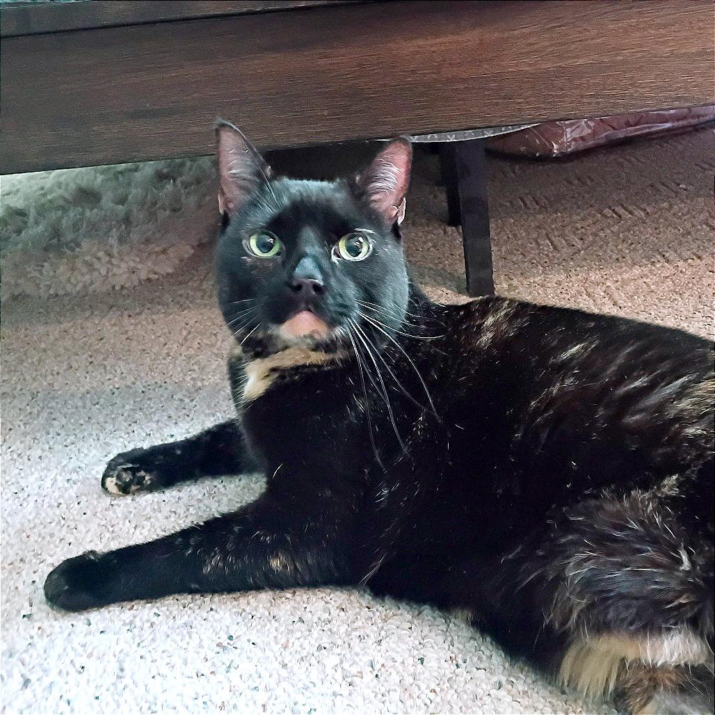 Enlarge Lady Bell - Available from Foster, a Adoptable Domestic Medium Hair in South Burlington, VT image 3/4