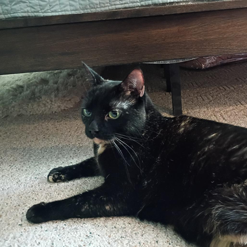 Enlarge Lady Bell - Available from Foster, a Adoptable Domestic Medium Hair in South Burlington, VT image 4/4