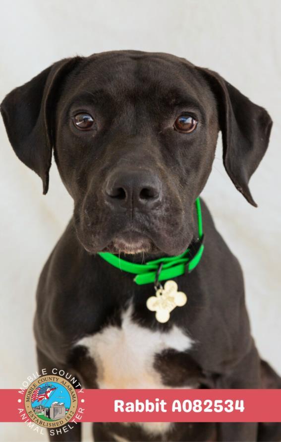 RABBIT, Adoptable, Young Male Labrador Retriever & Boxer.