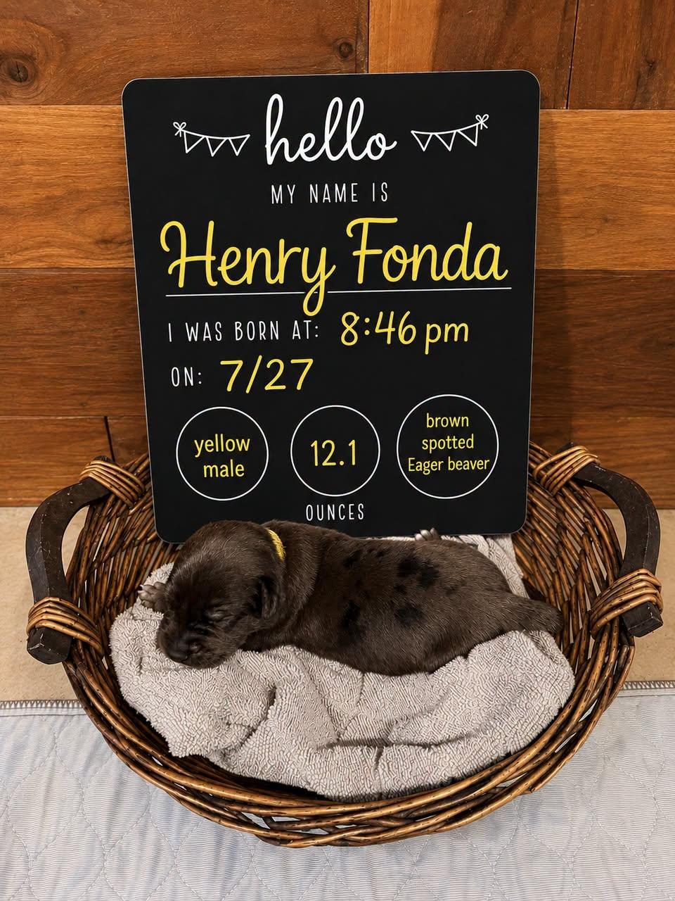 Enlarge Henry Fonda, a ADOPTABLE Mixed Breed in Memphis, TN image 1/1
