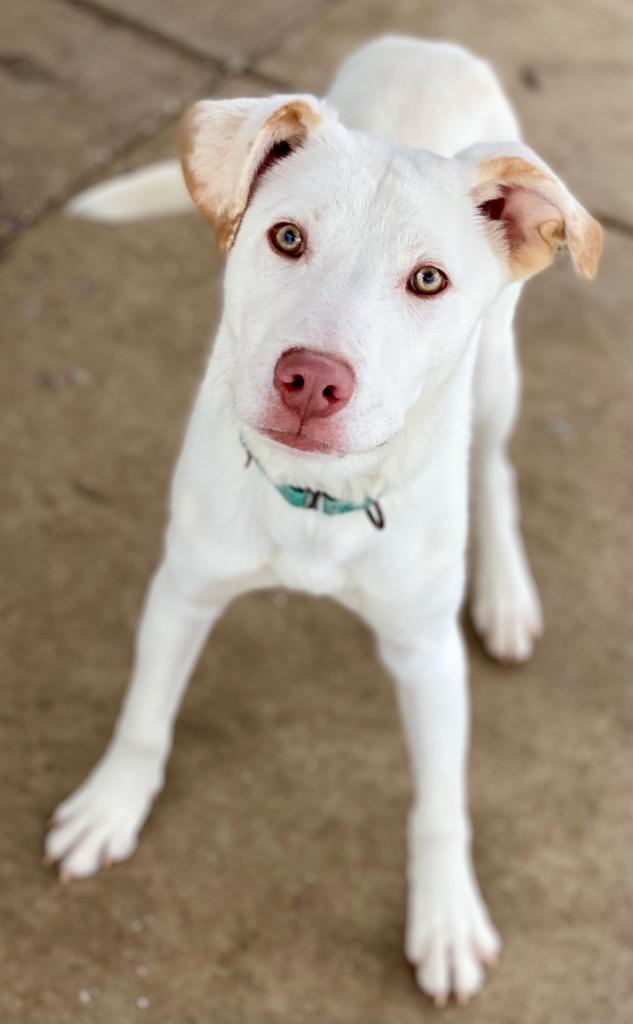 Brutus, Adoptable, Young Male Shepherd & Mixed Breed.