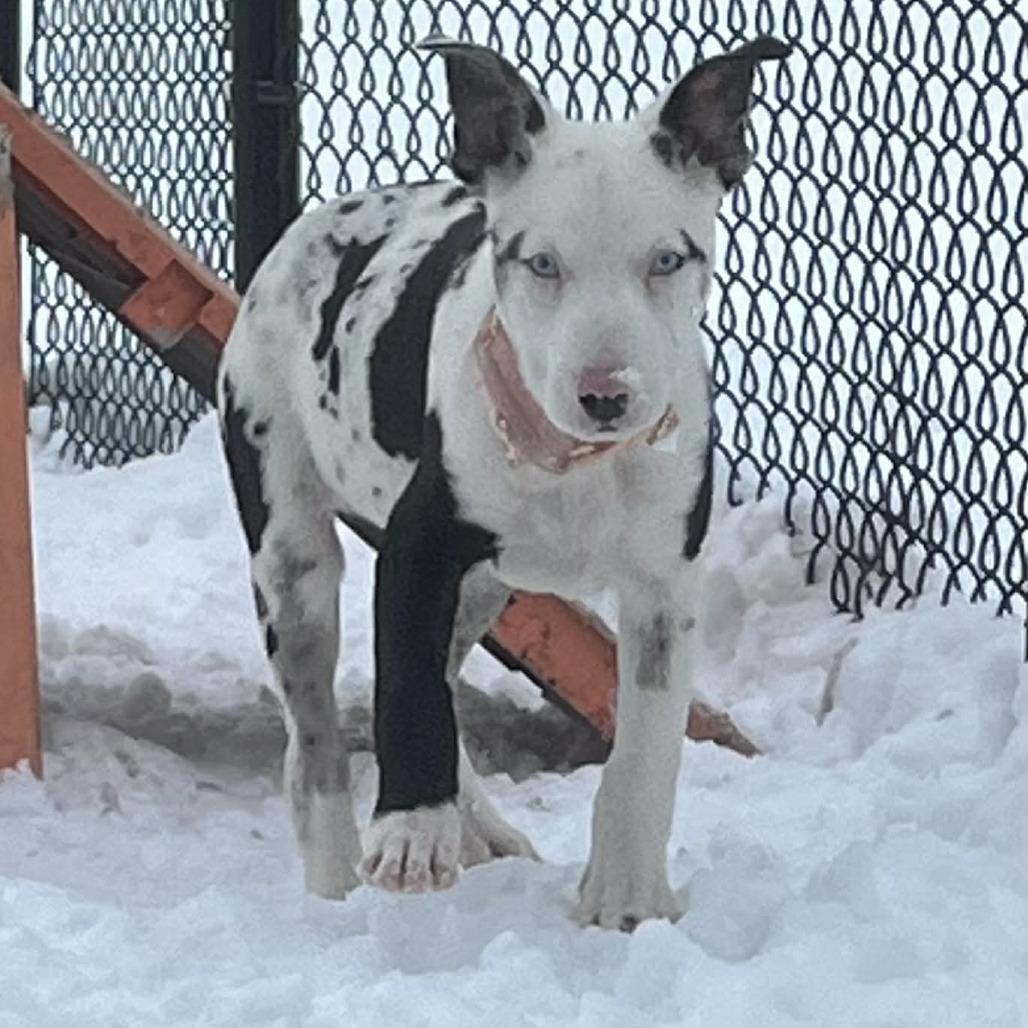 Maxwell, a Adoptable Mixed Breed in Boone, IA image 1/2