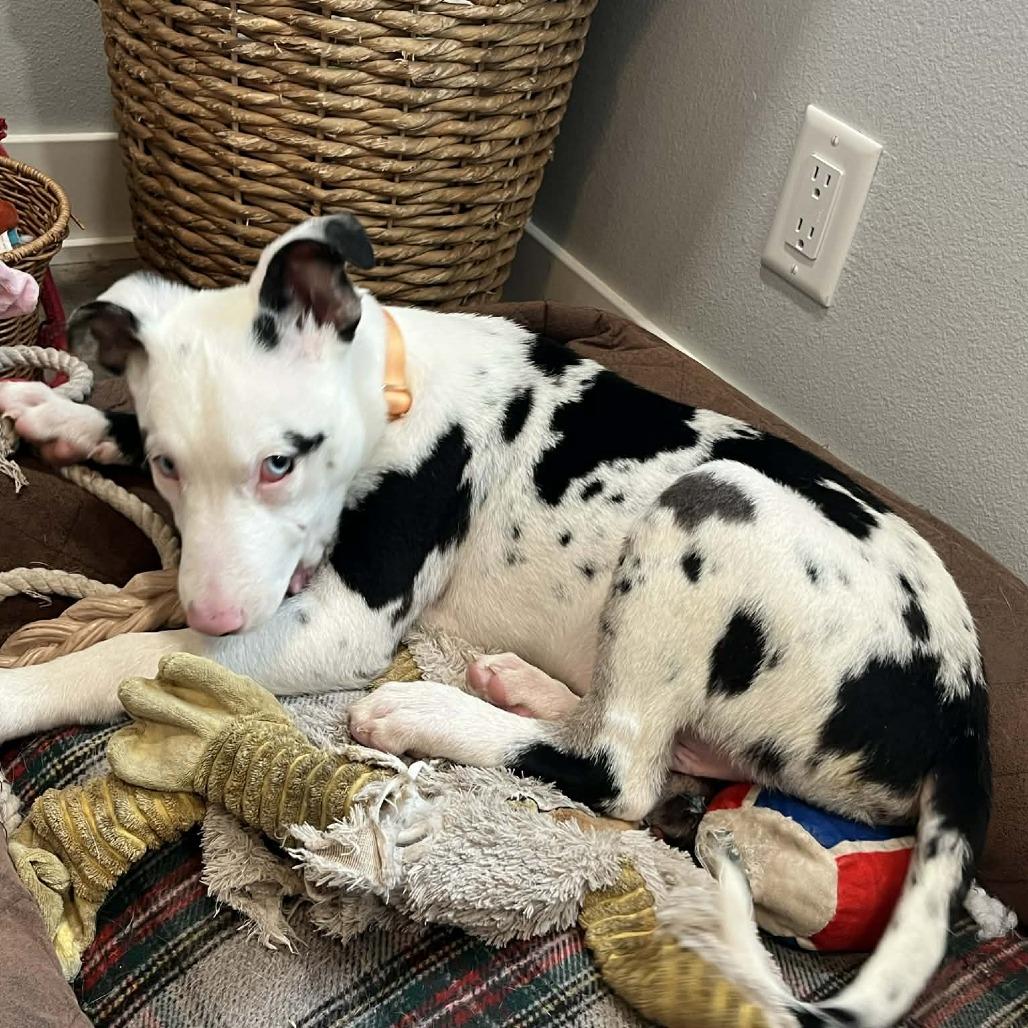 Maxwell, a Adoptable Mixed Breed in Boone, IA image 2/2