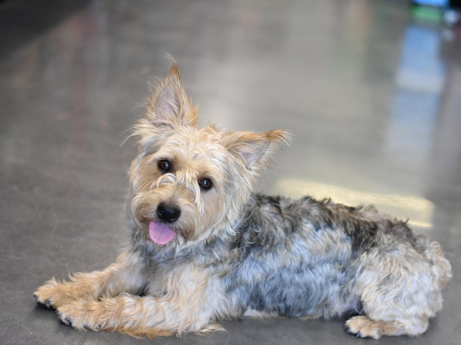 Enlarge Benji, a Adoptable mixed breed in Montgomery, TX image 1/3