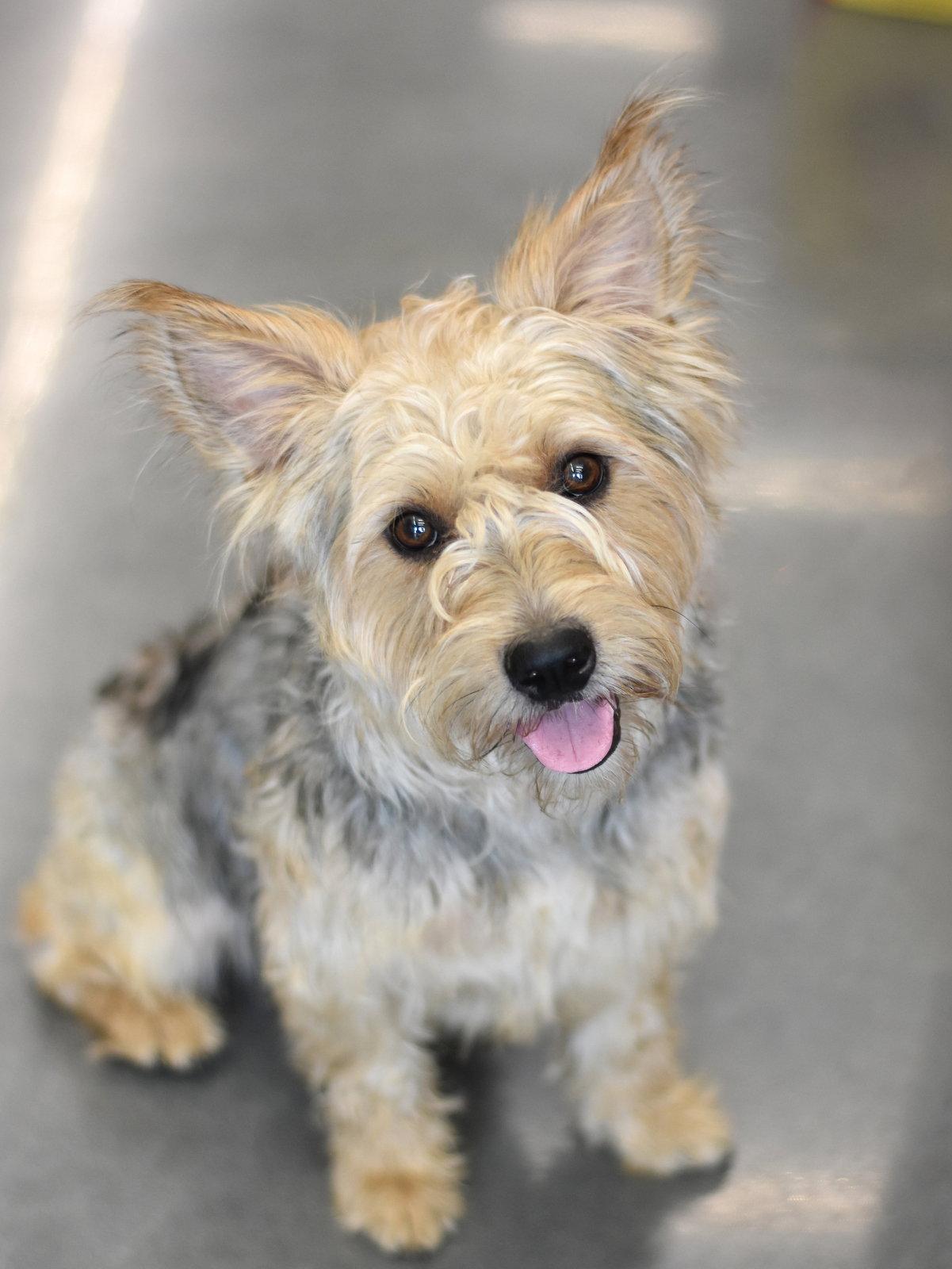 Enlarge Benji, a Adoptable mixed breed in Montgomery, TX image 2/3