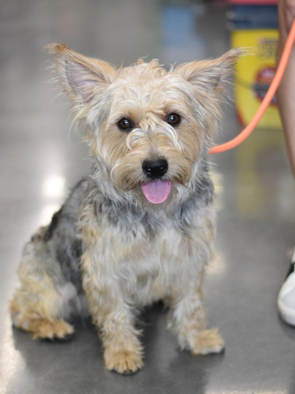 Enlarge Benji, a Adoptable mixed breed in Montgomery, TX image 3/3