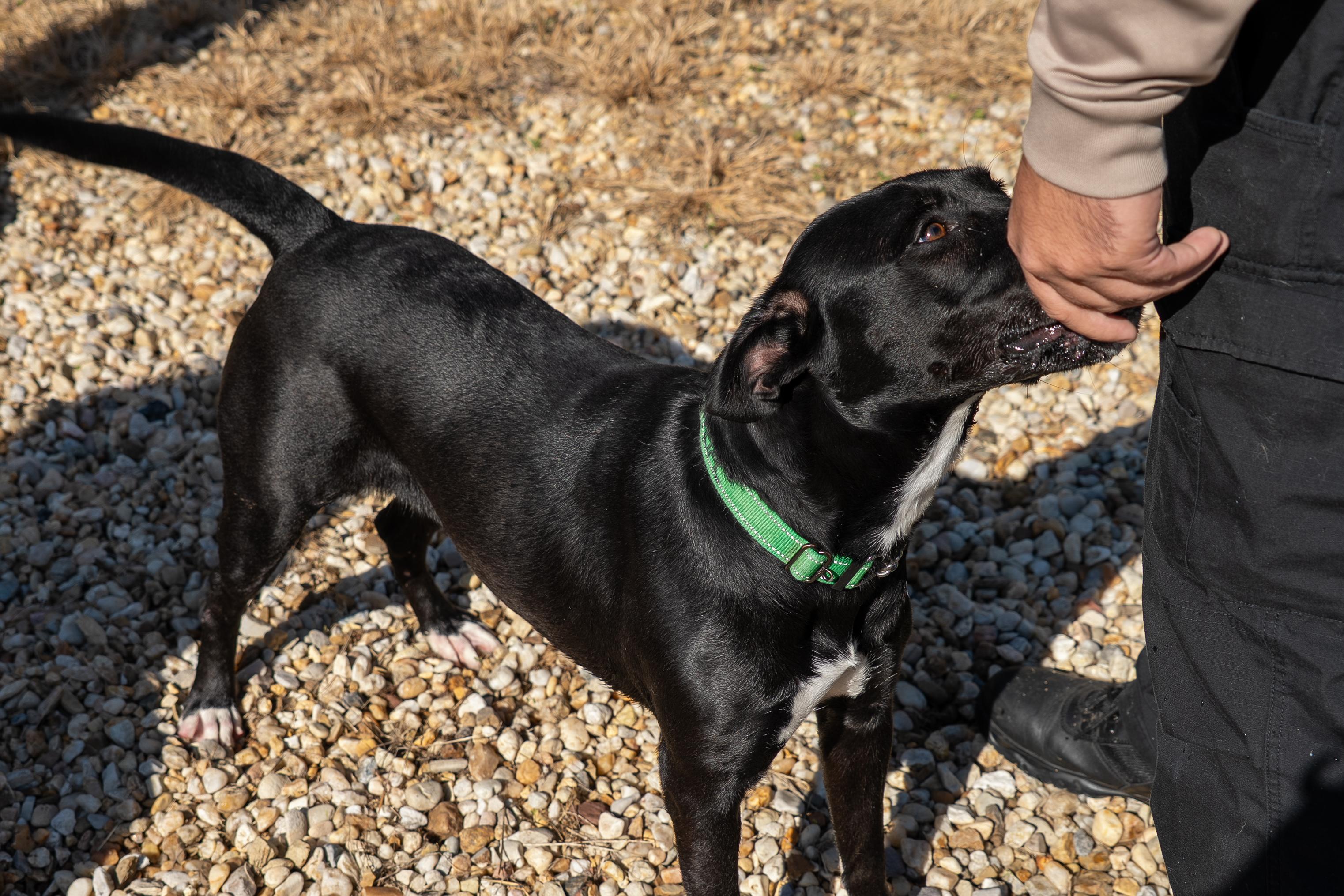 Juniper, a Adoptable Black Labrador Retriever in King George, VA image 3/4
