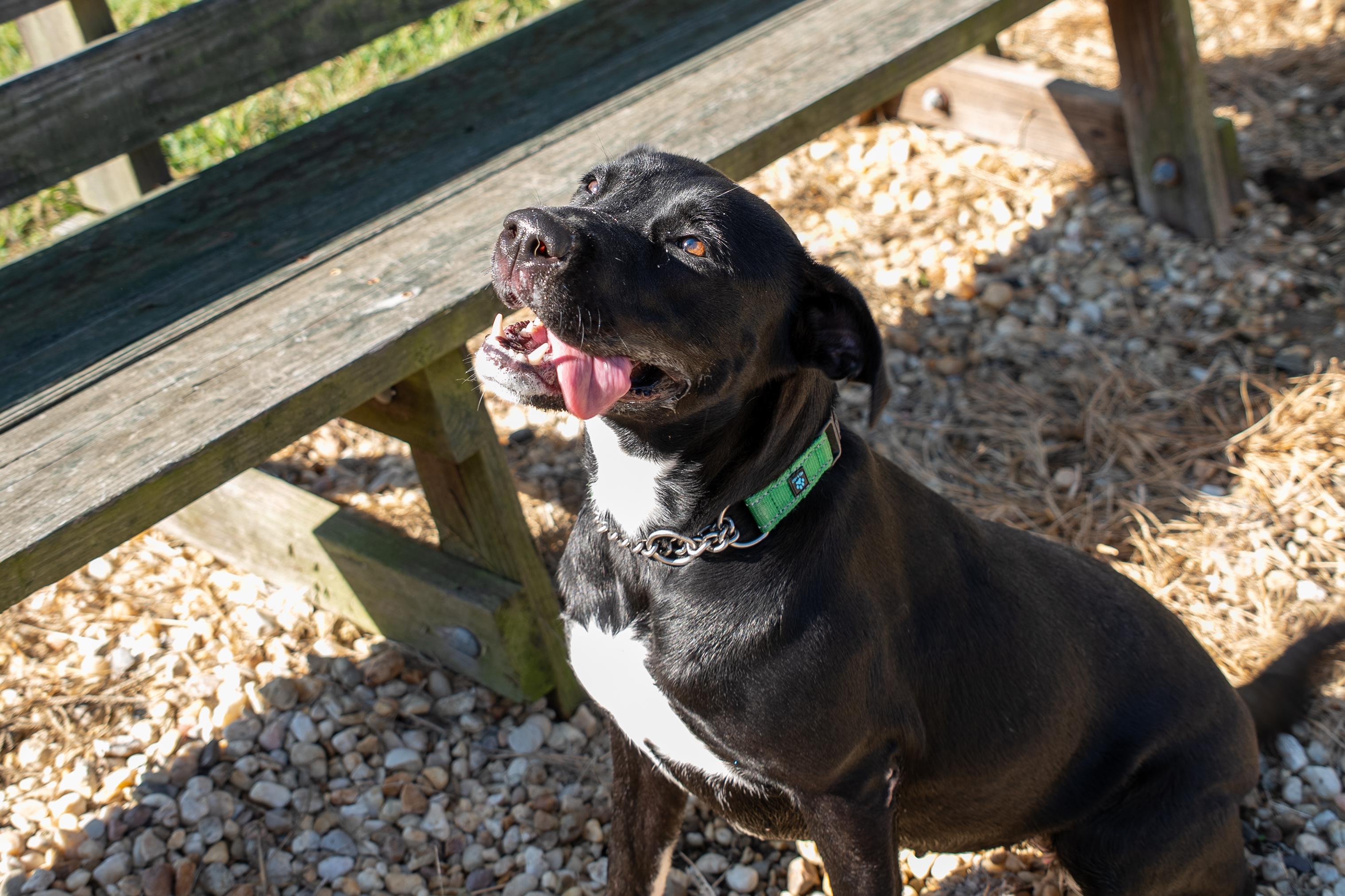 Juniper, a Adoptable Black Labrador Retriever in King George, VA image 2/4