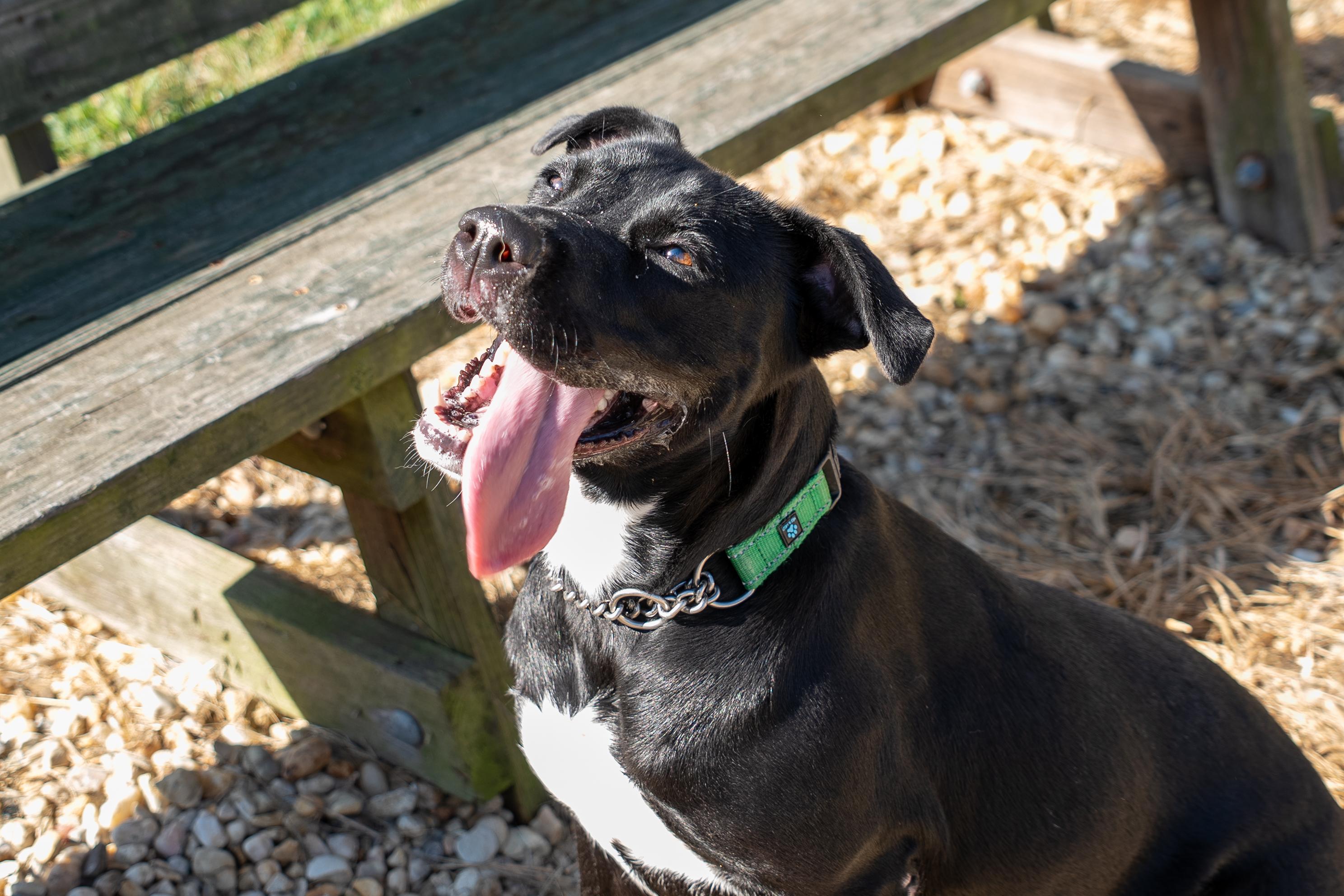 Juniper, a Adoptable Black Labrador Retriever in King George, VA image 1/4