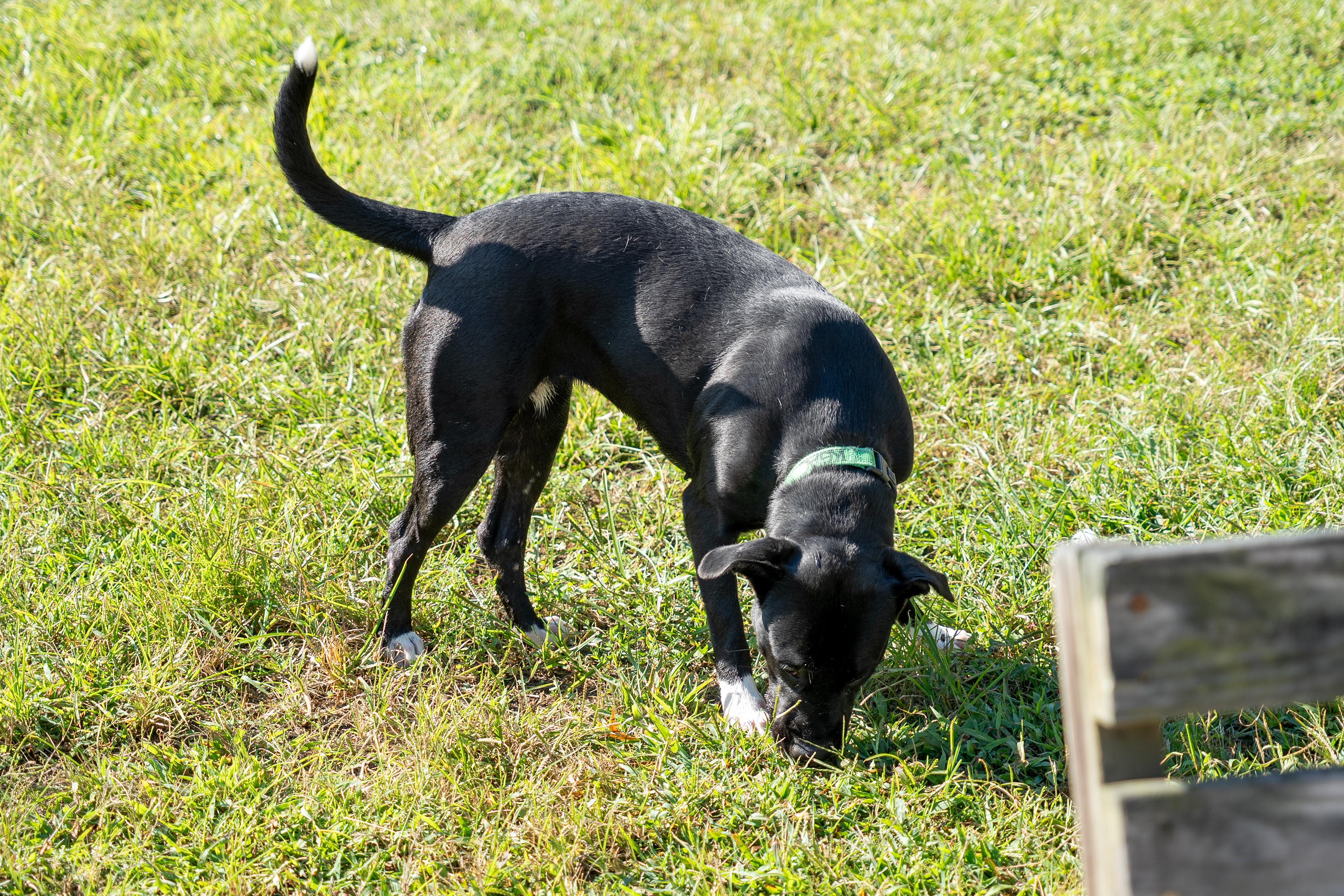 Juniper, a Adoptable Black Labrador Retriever in King George, VA image 4/4