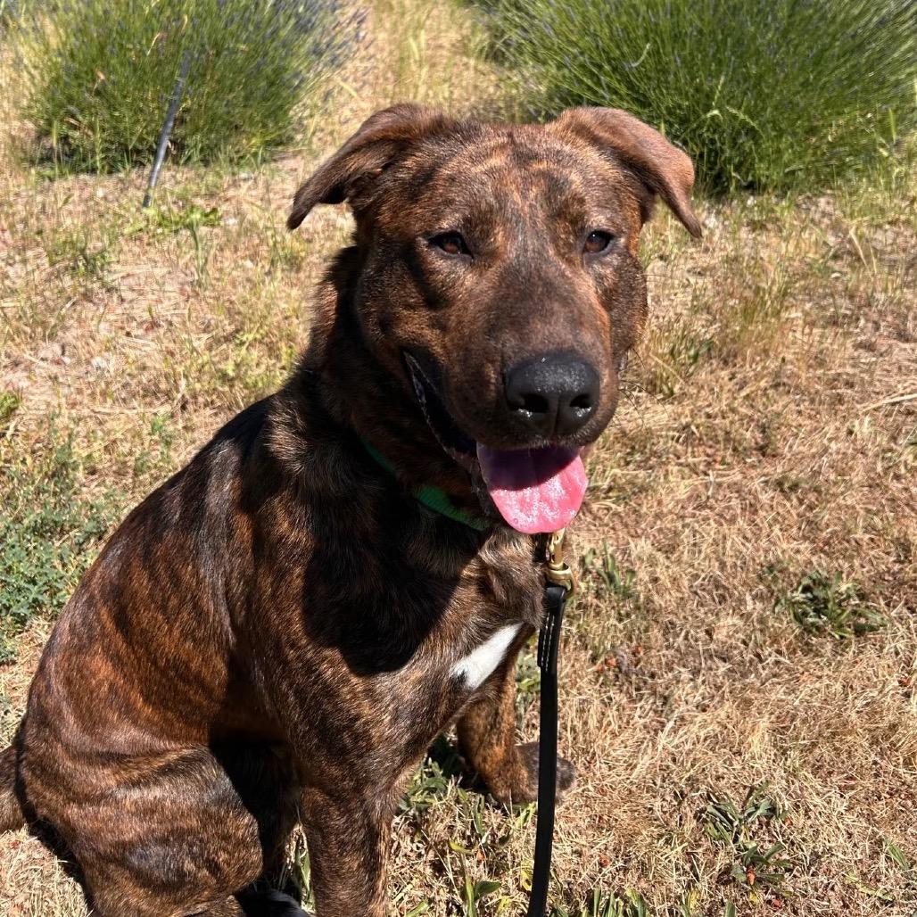 Justus, ADOPTABLE, Young Male Mixed Breed.