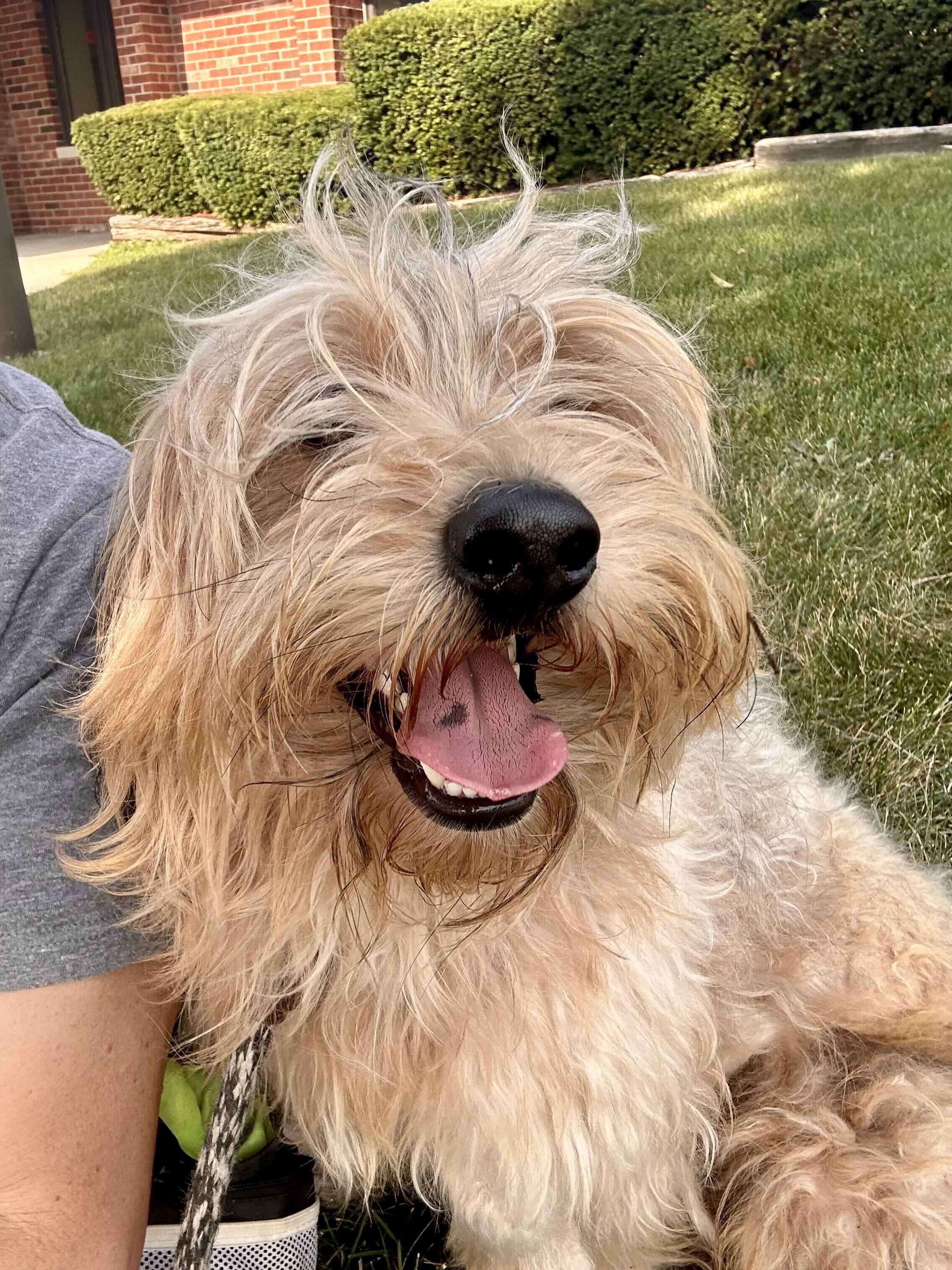 Enlarge Murphy, an adopted mixed breed in Addison, IL image 3/3