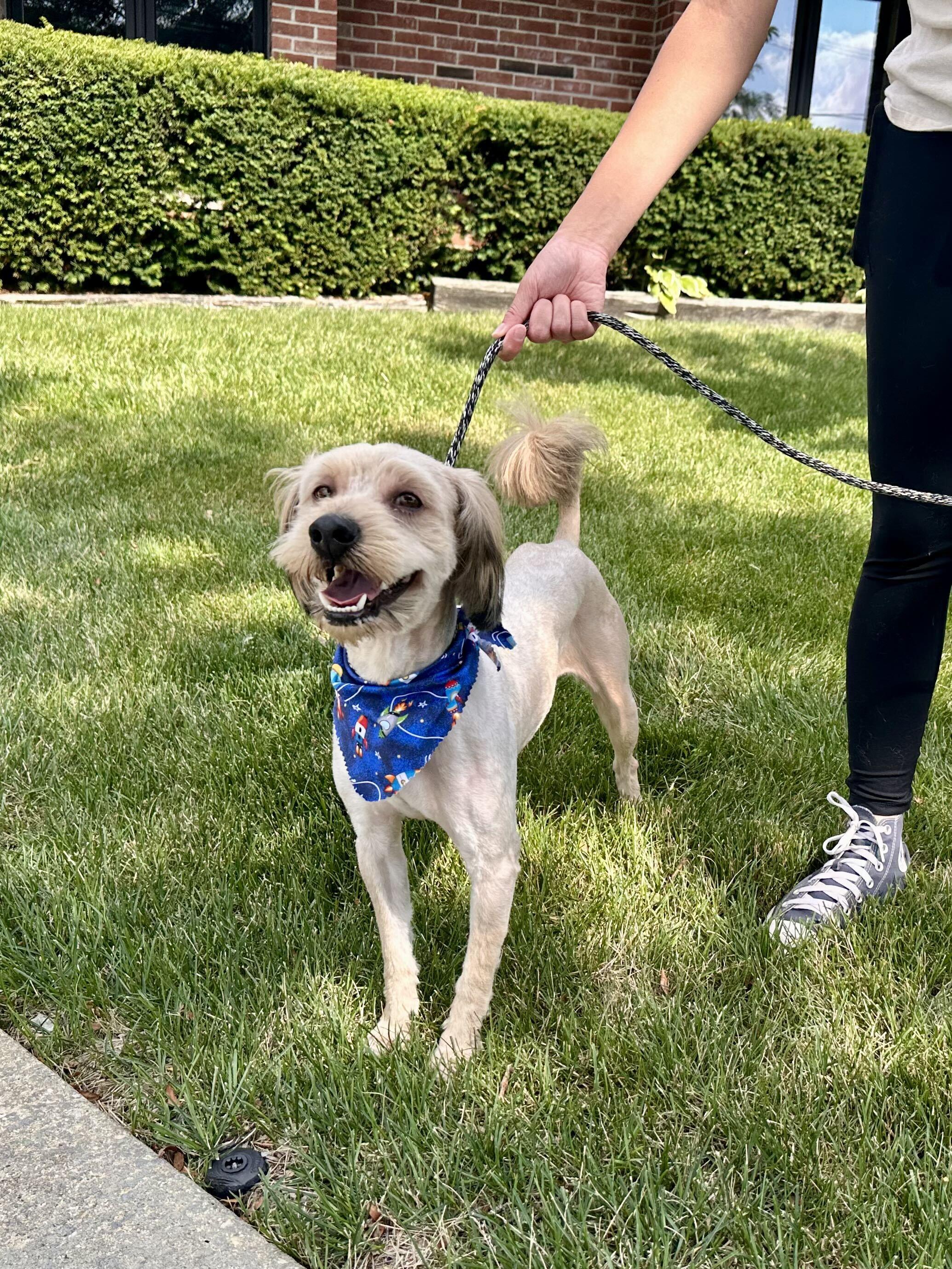 Enlarge Murphy, an adopted mixed breed in Addison, IL image 2/3