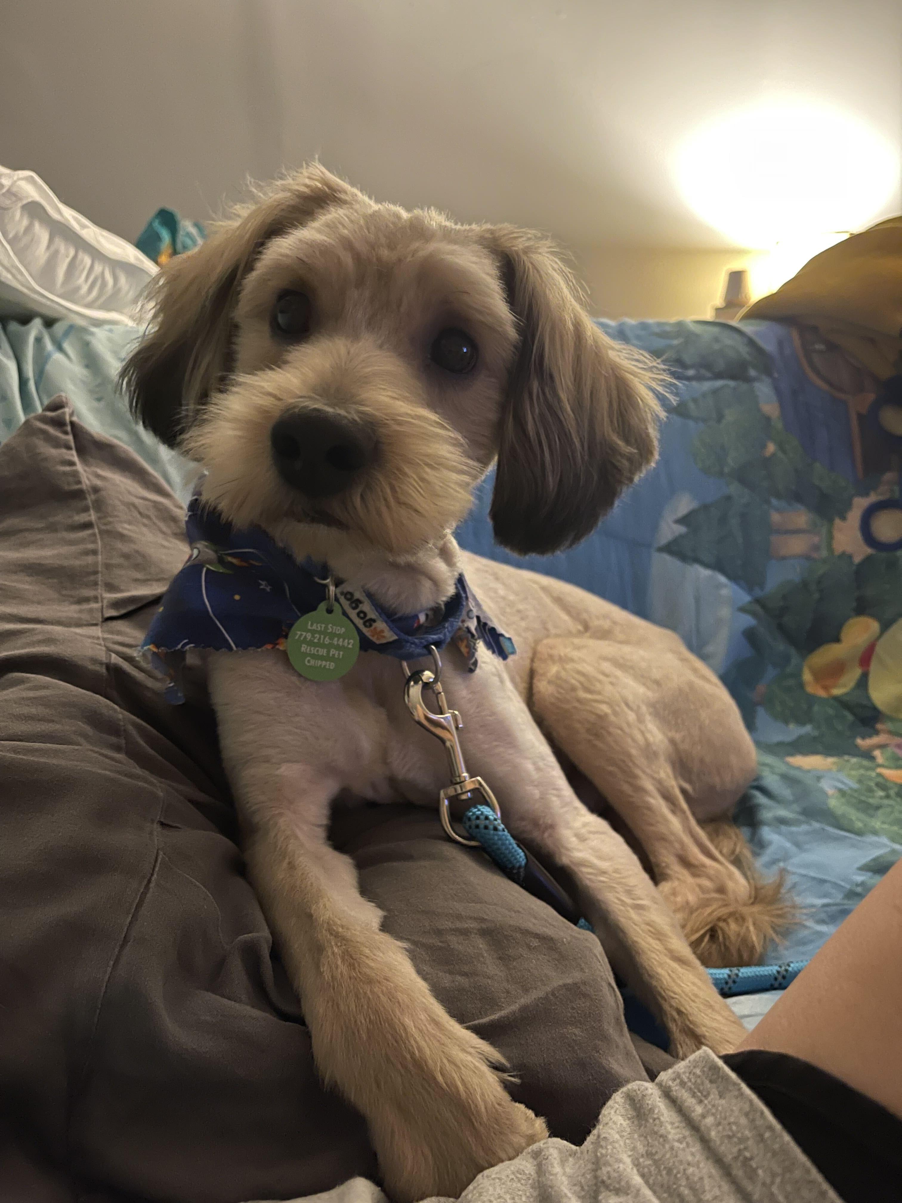 Enlarge Murphy, an adopted mixed breed in Addison, IL image 1/3