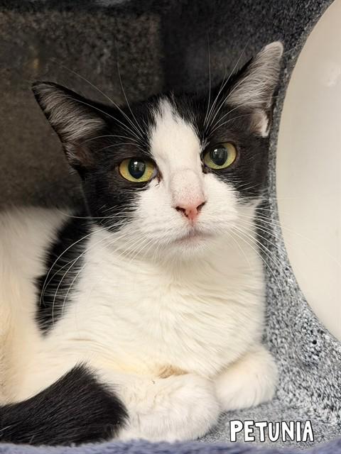 PETUNIA, Adoptable, Young Female Domestic Short Hair.