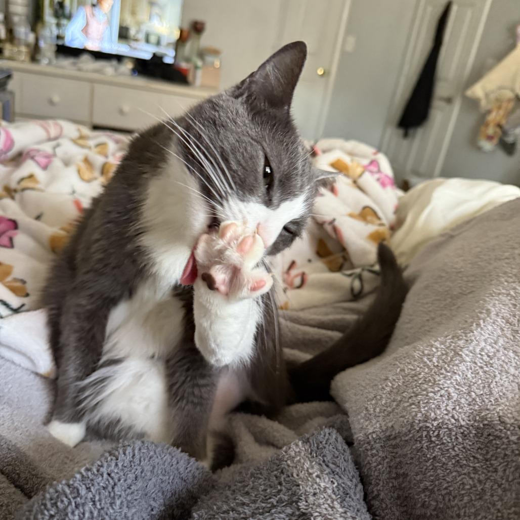 Nala — thumbnail 2