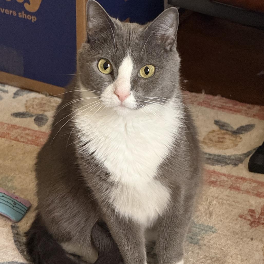 Nala — thumbnail 3