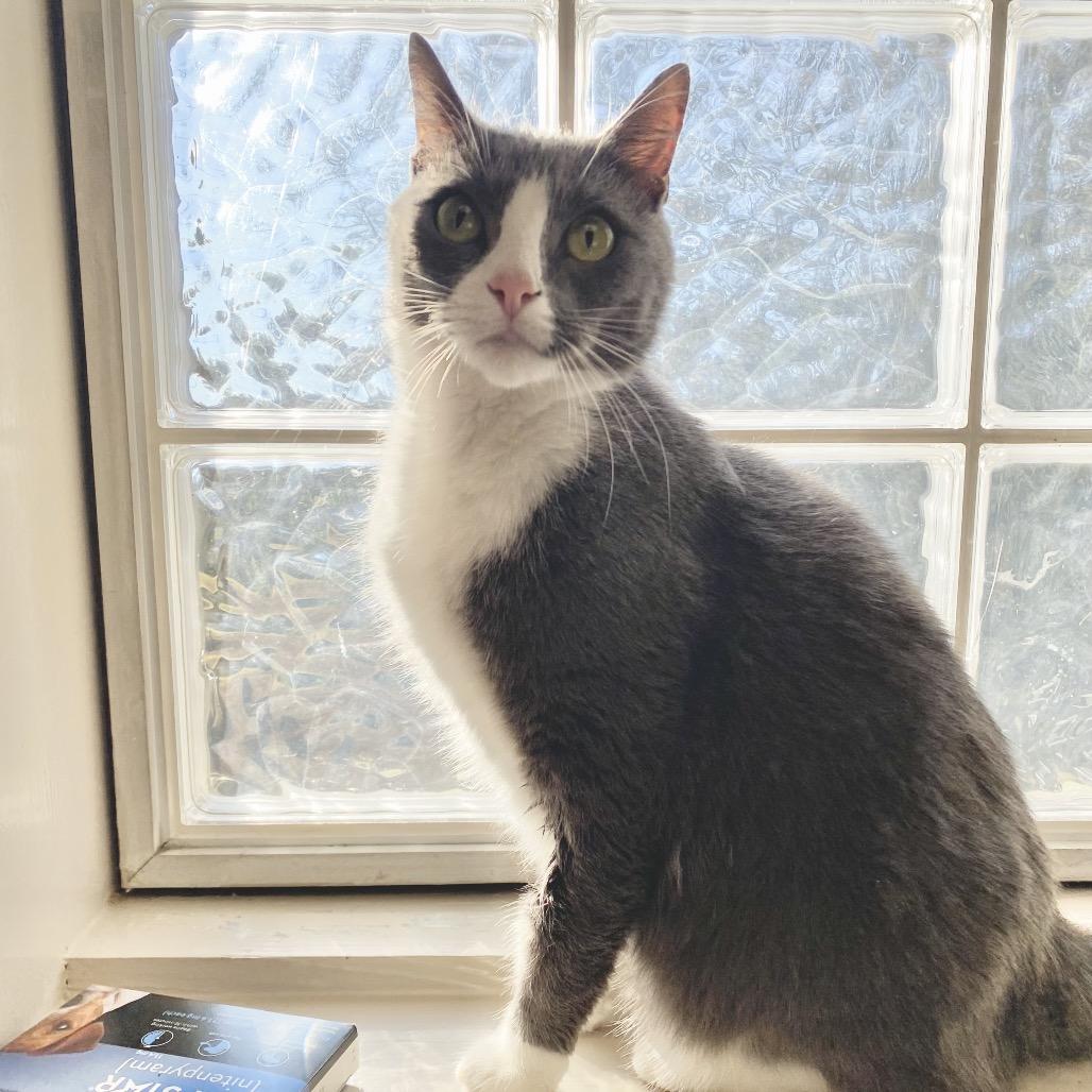 Nala — thumbnail 4