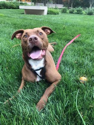 Prudence, a Adoptable Mixed Breed in Cincinnati, OH image 3/3