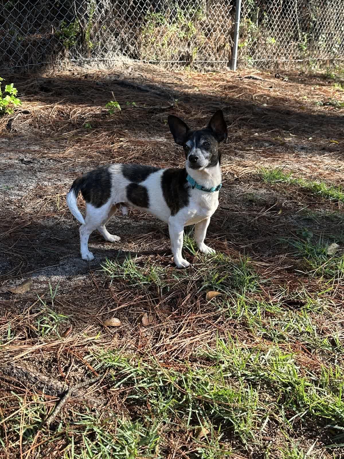 Rufus, a ADOPTABLE mixed breed in North Augusta, SC image 1/5