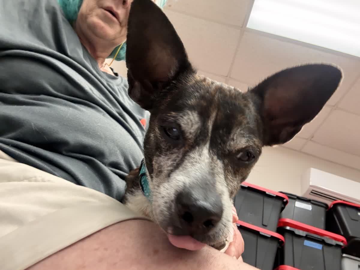 Rufus, a ADOPTABLE mixed breed in North Augusta, SC image 2/5