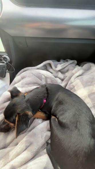 Enlarge Callie, a Adopted mixed breed in Matthews, NC image 2/2
