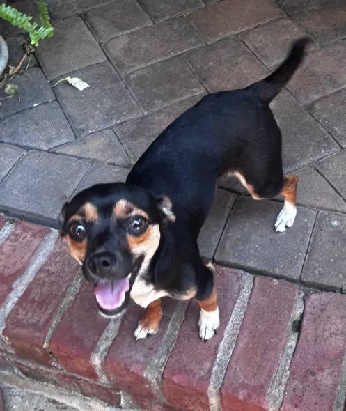 Enlarge Callie, a Adopted mixed breed in Matthews, NC image 1/2