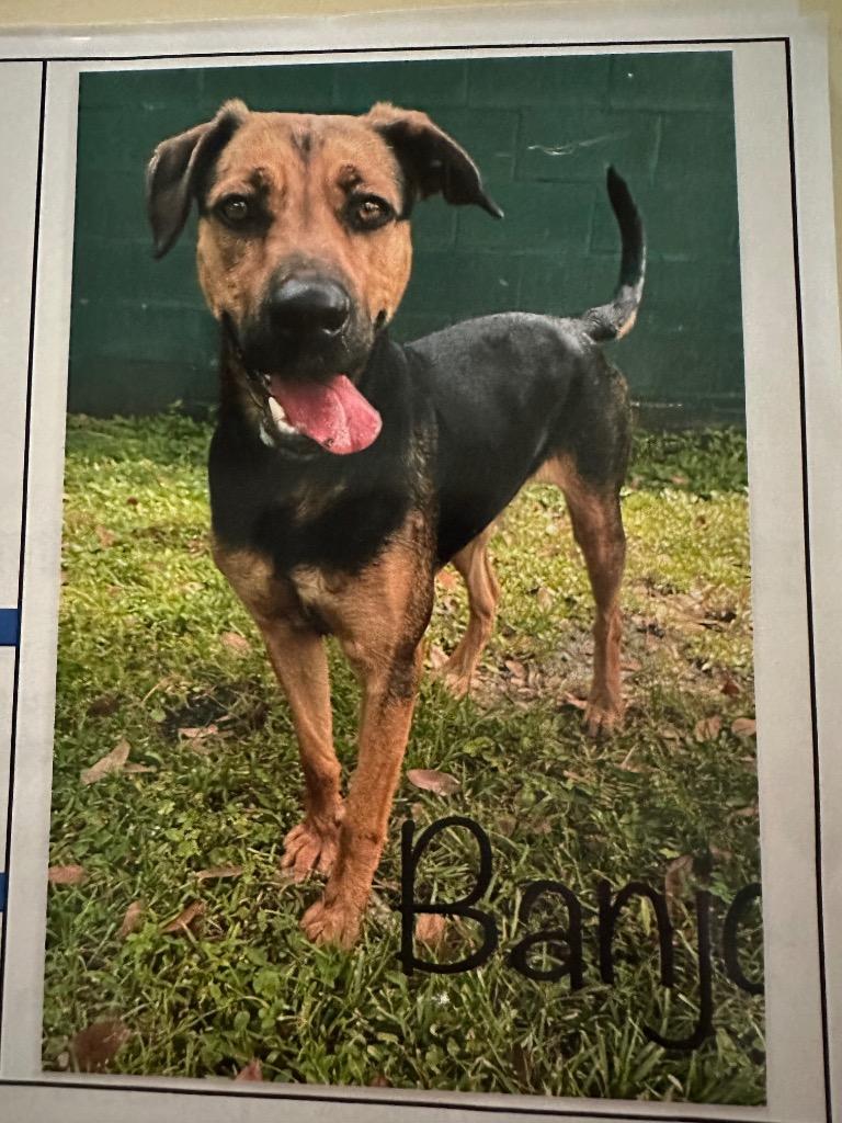 Enlarge Banjo, a Adoptable mixed breed in Fort Pierce, FL image 1/1